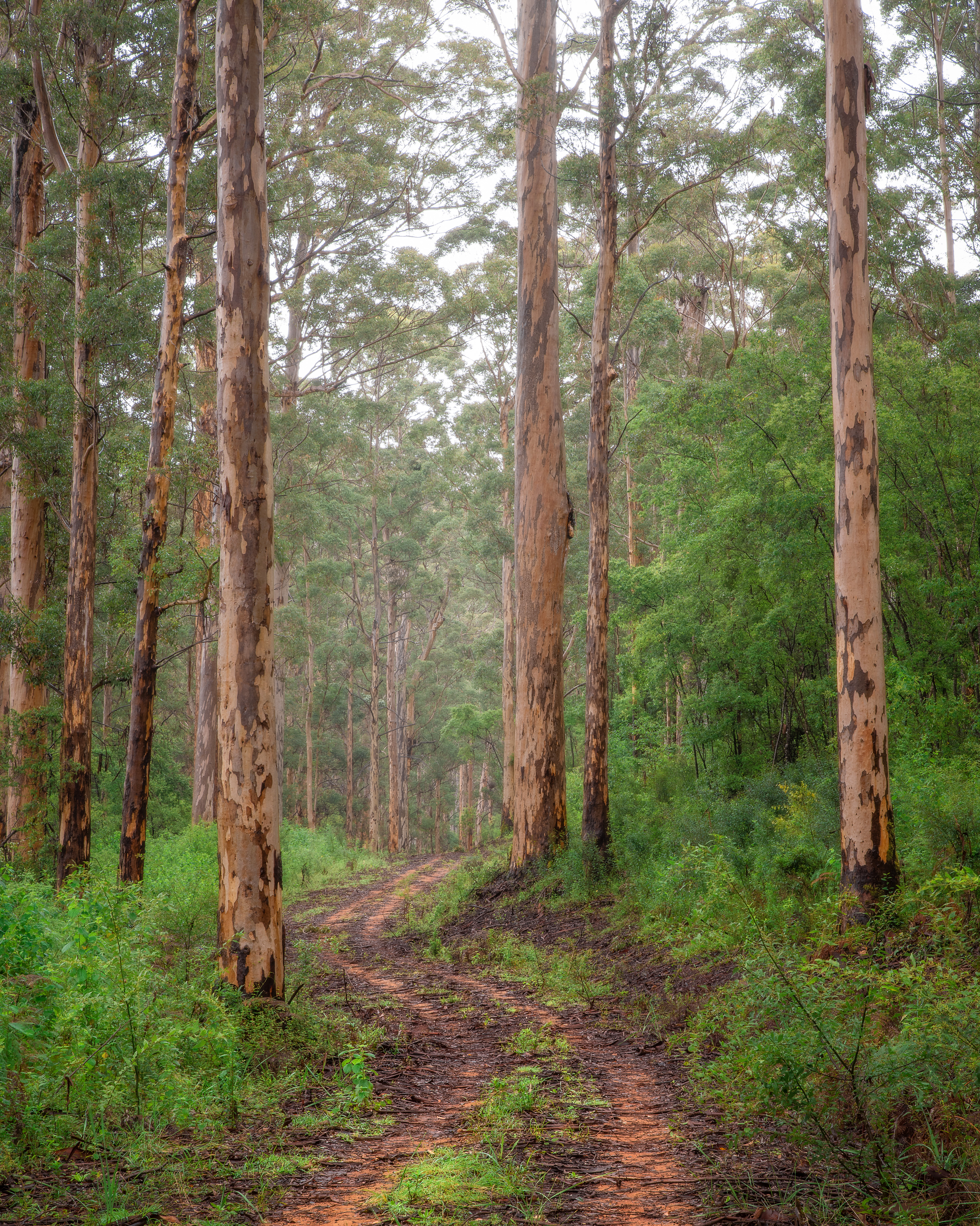 Warren Karri Forest 02