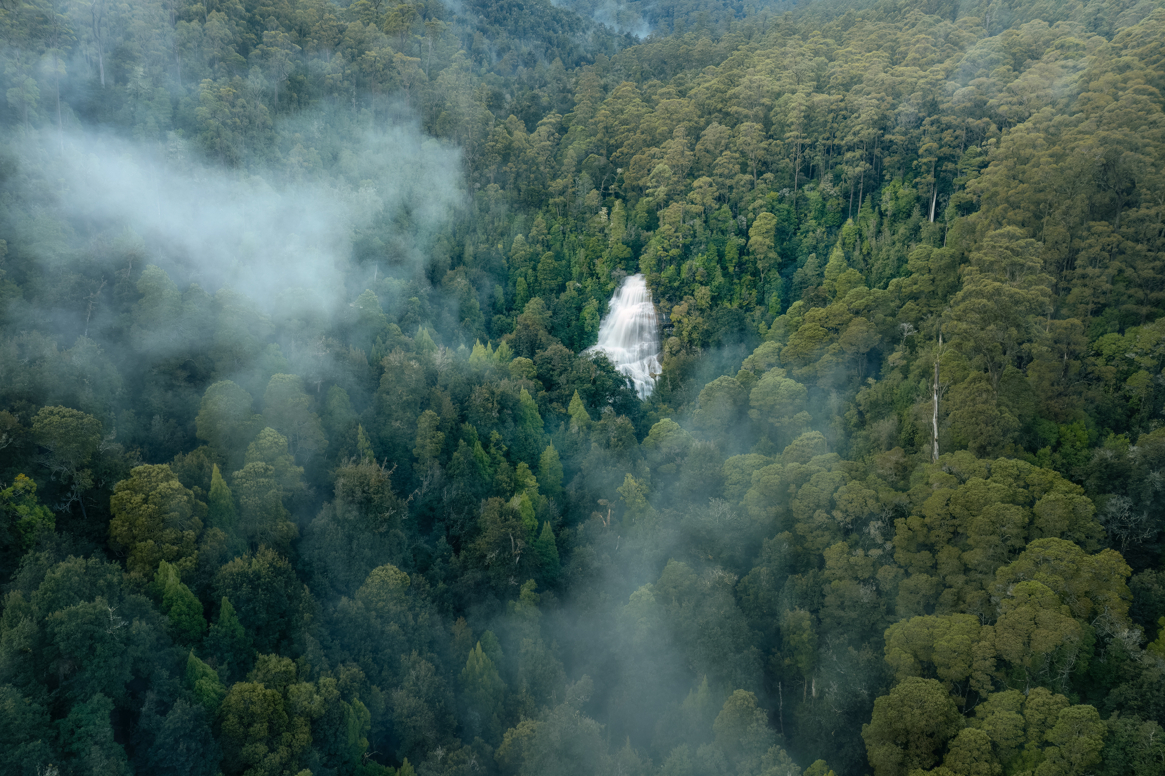 Tarkine