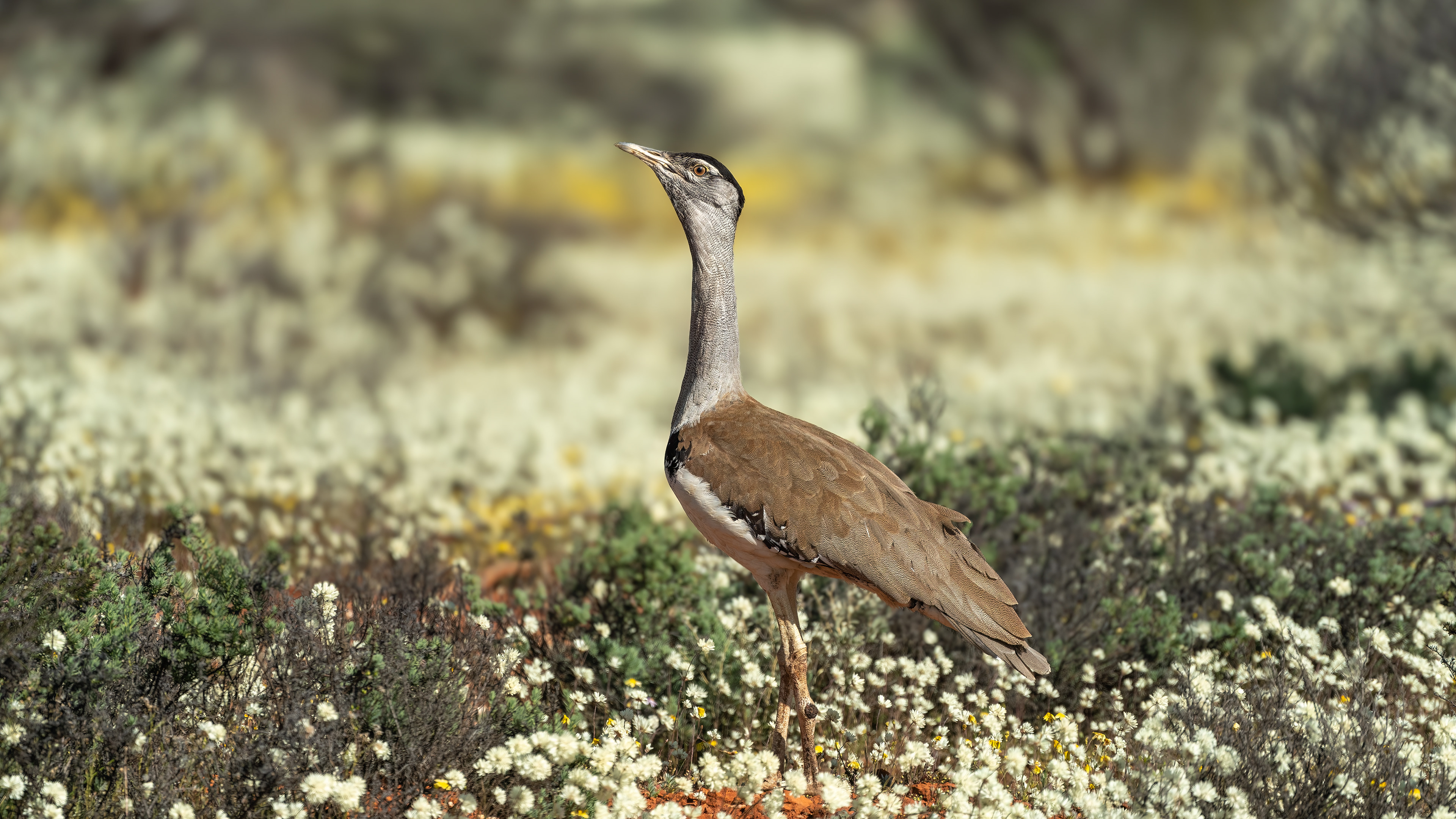 Australian Bustard in the wildflowers.
