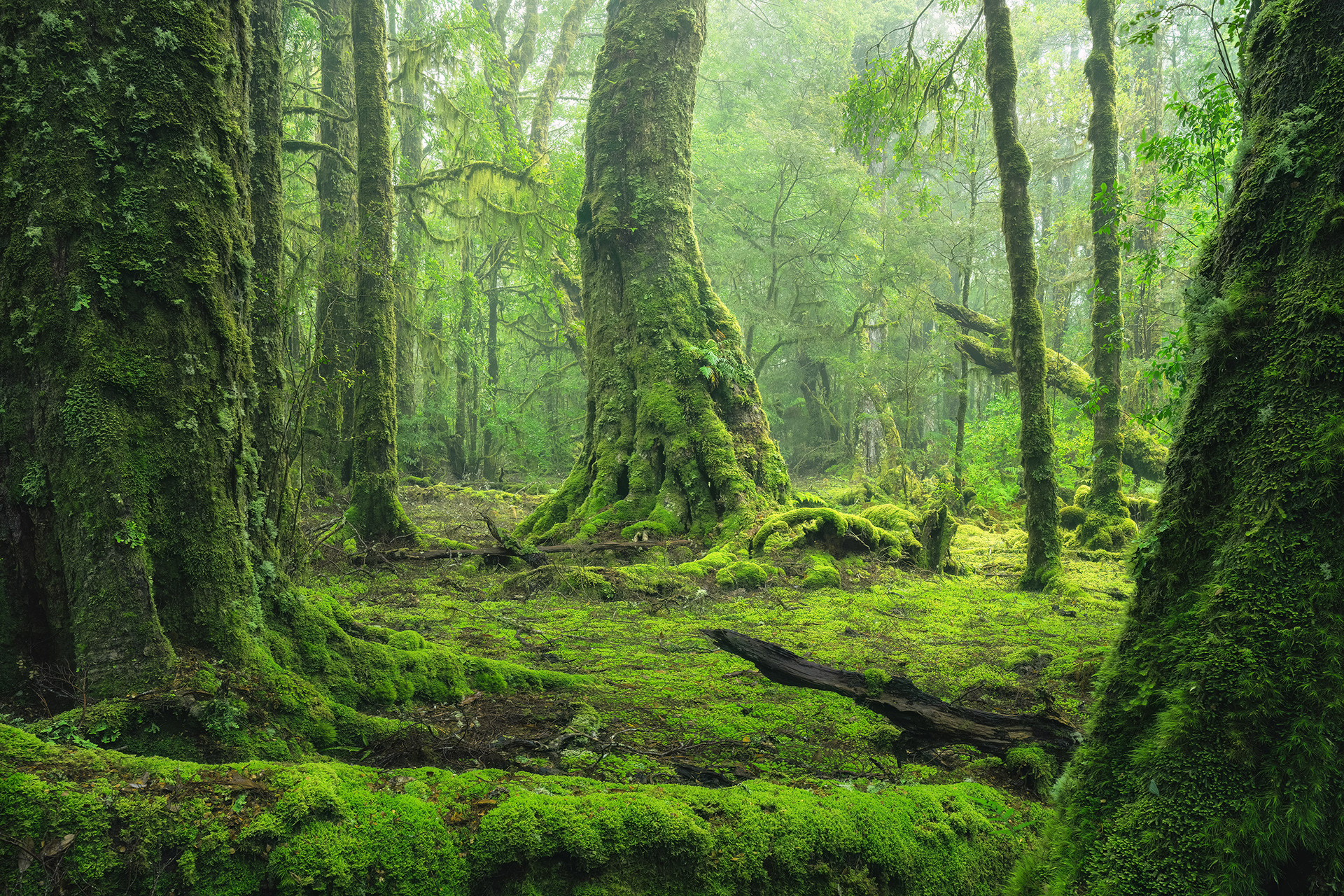 Myrtle Forest
