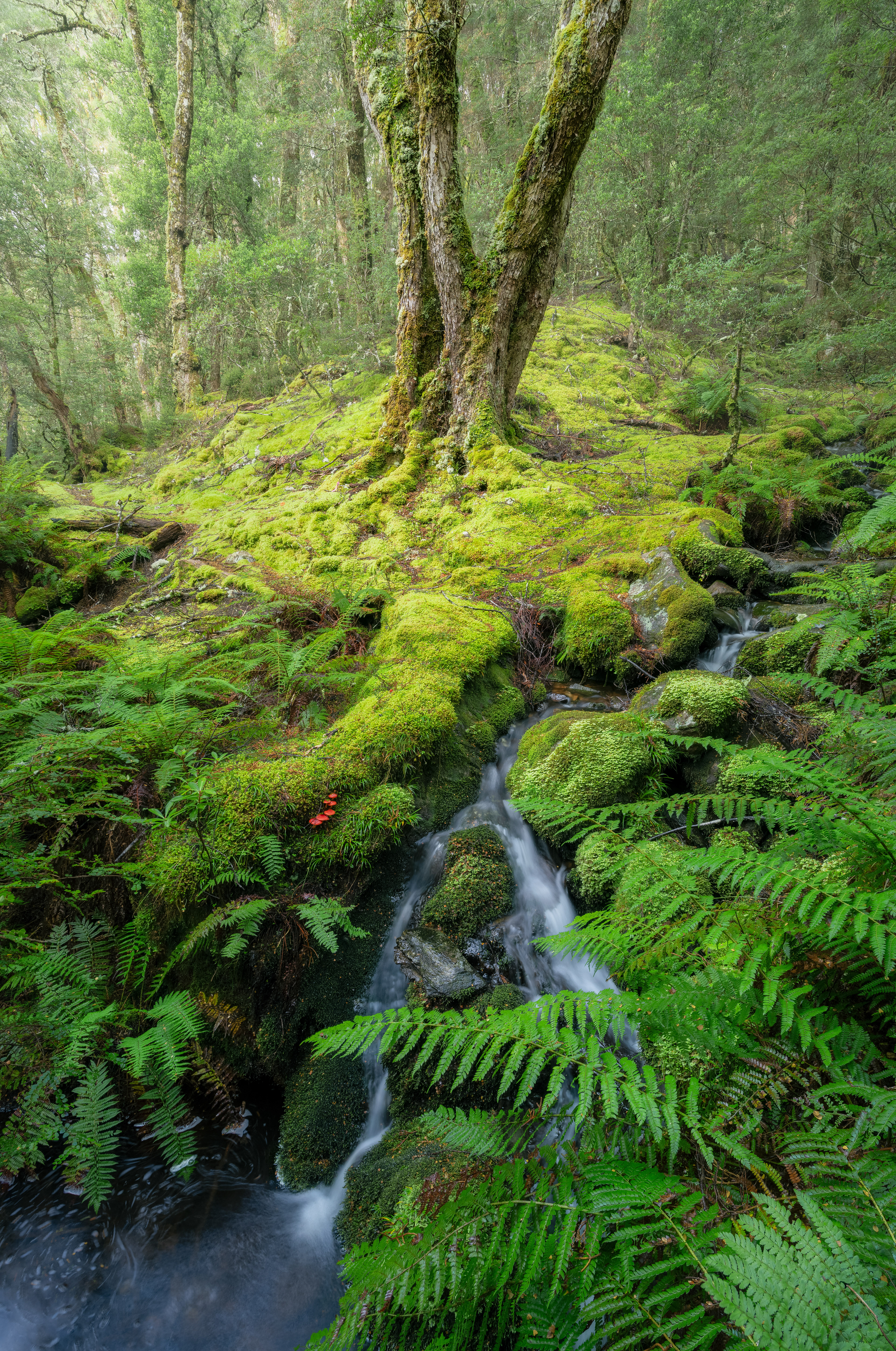 Cradle Mountain