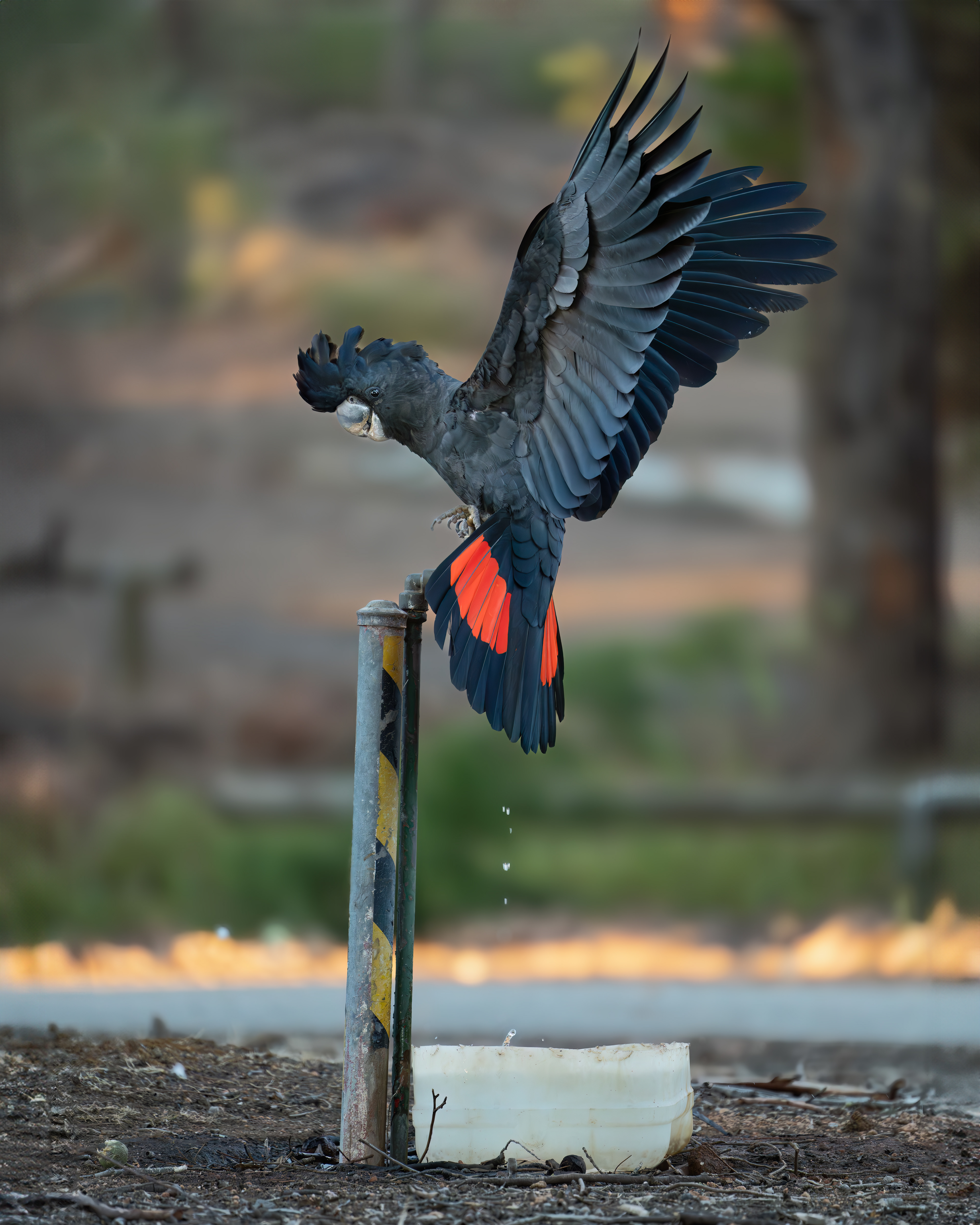 Red-Tailed Black Cockatoo
