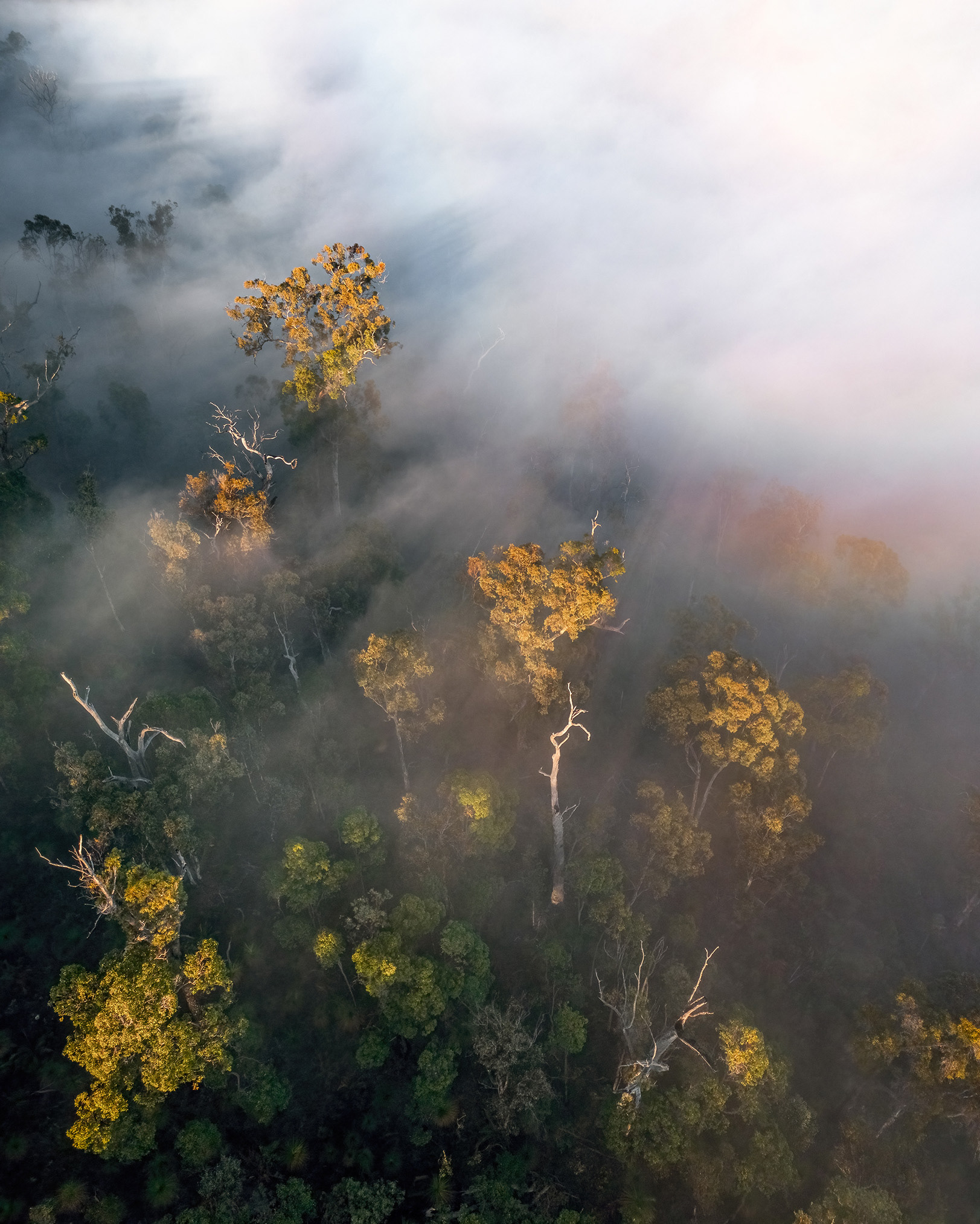 Looking down on the fog-filled Perth Hills forests from above.