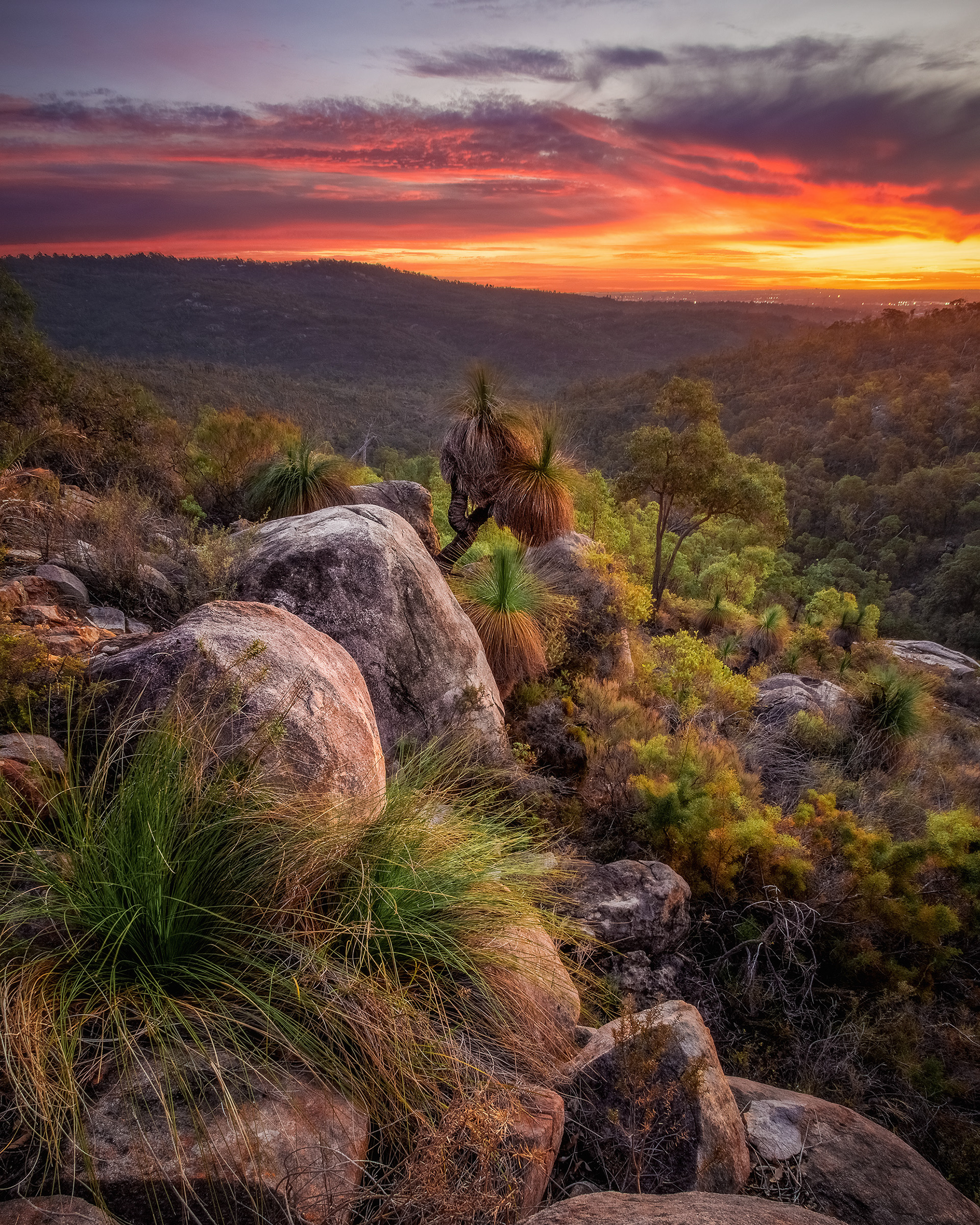 A spectacular sunset unfolds behind some native grass-trees in the Perth Hills, WA.
