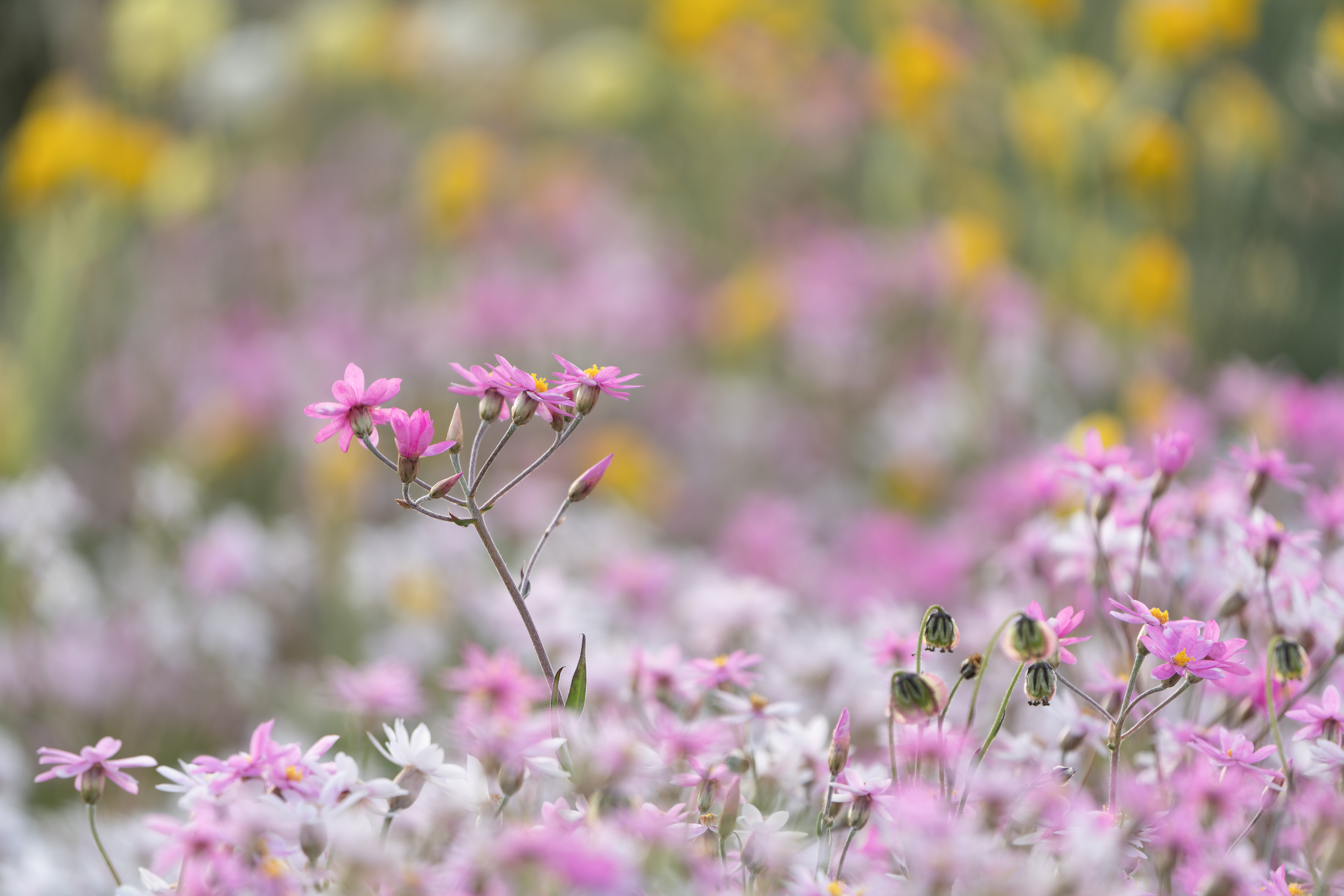 Pink Everlastings