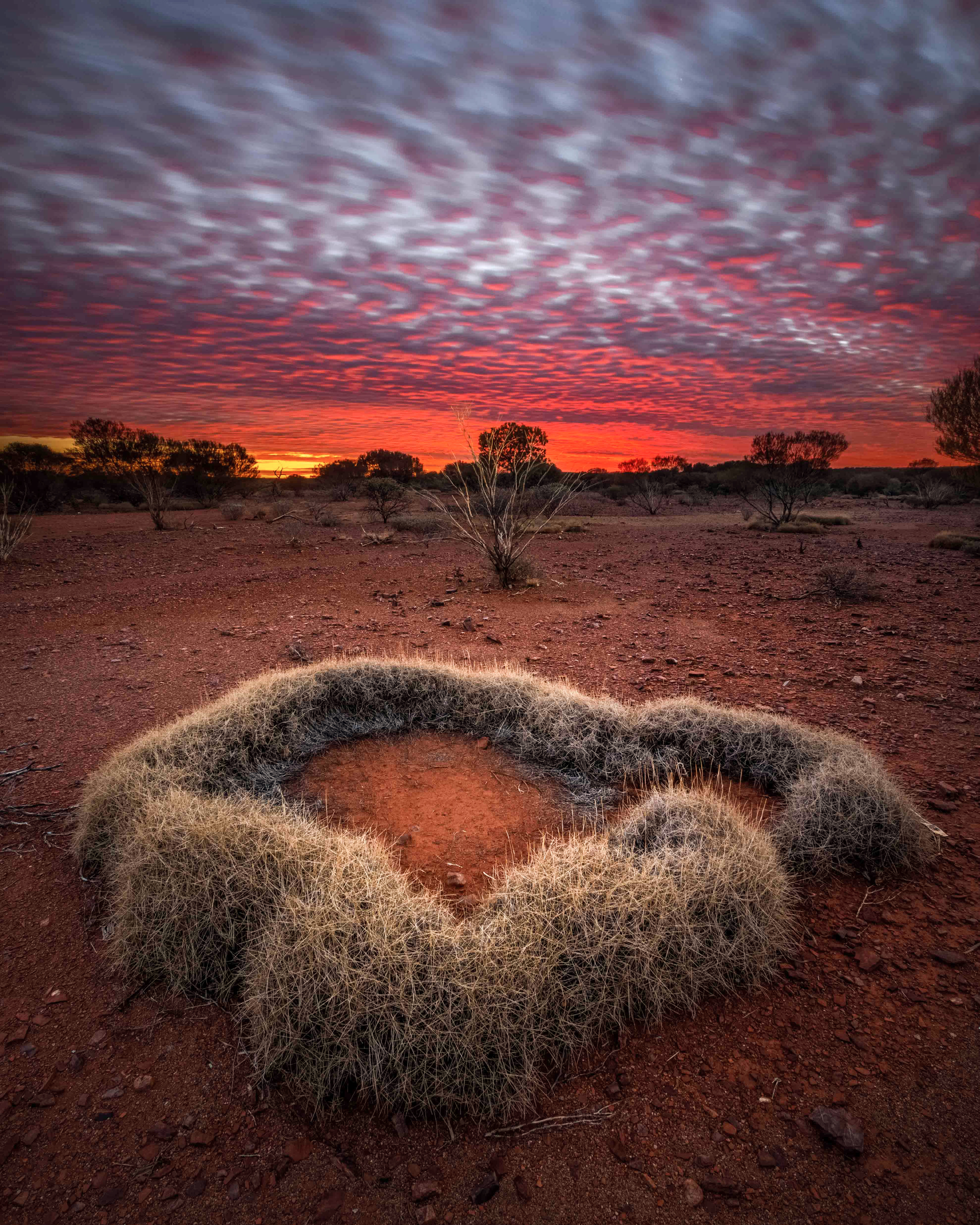Spinifex Sunrise