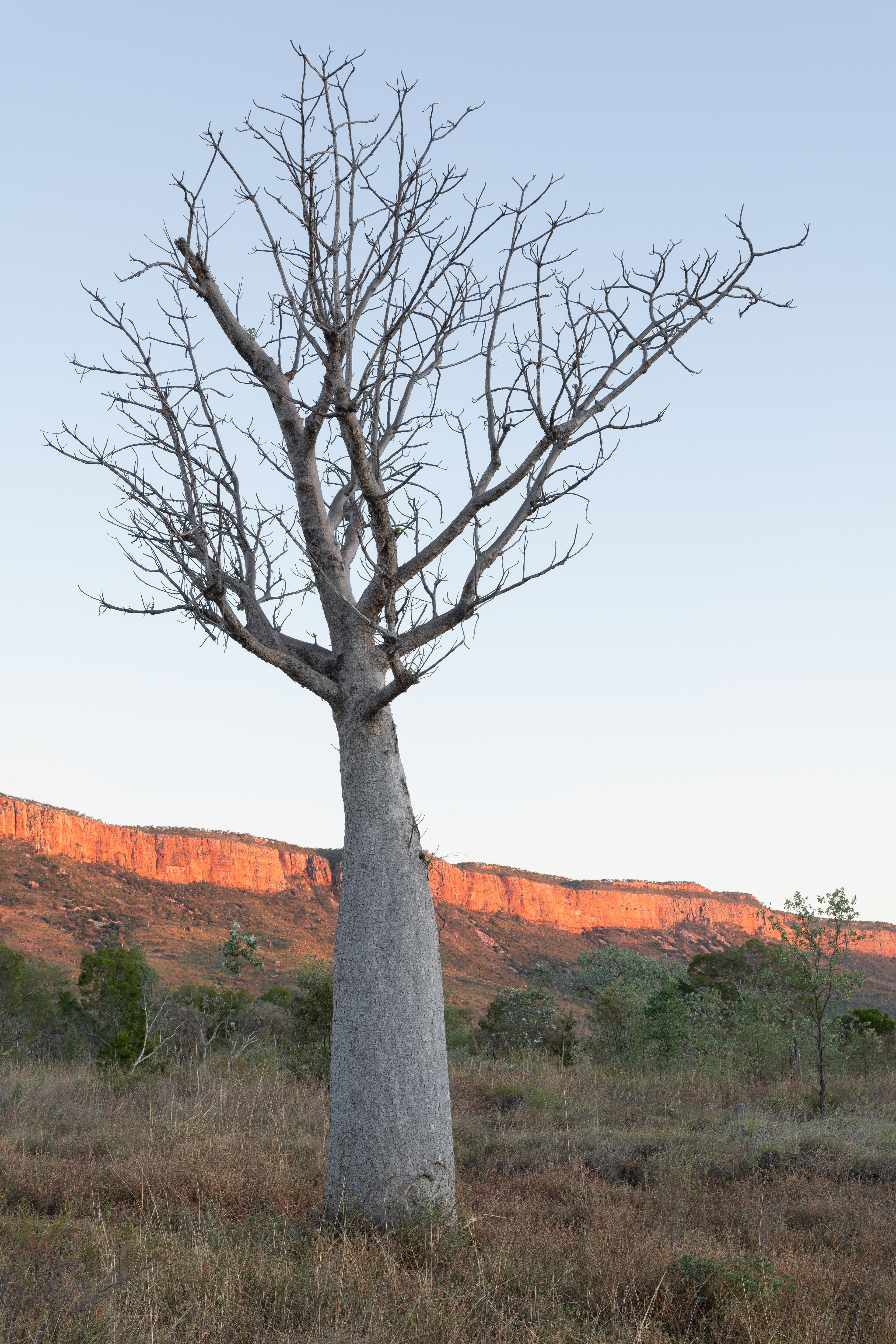 Cockburn Range Boab 01