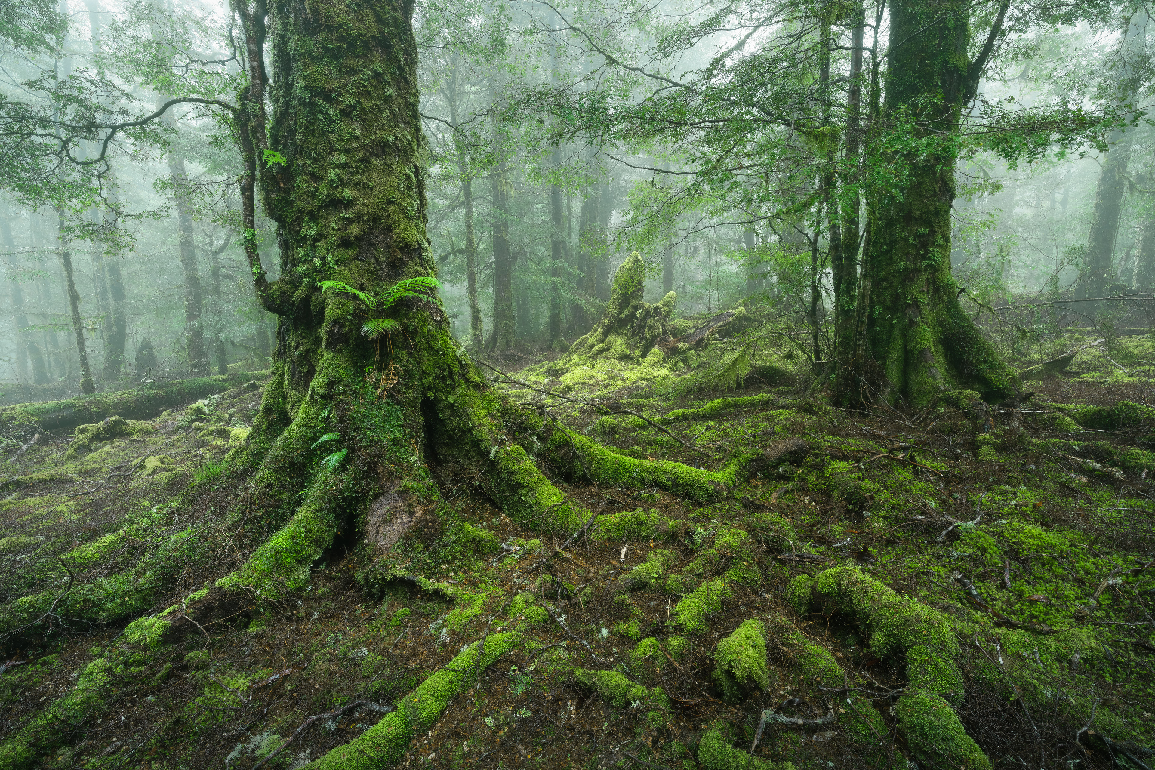 Myrtle Forest