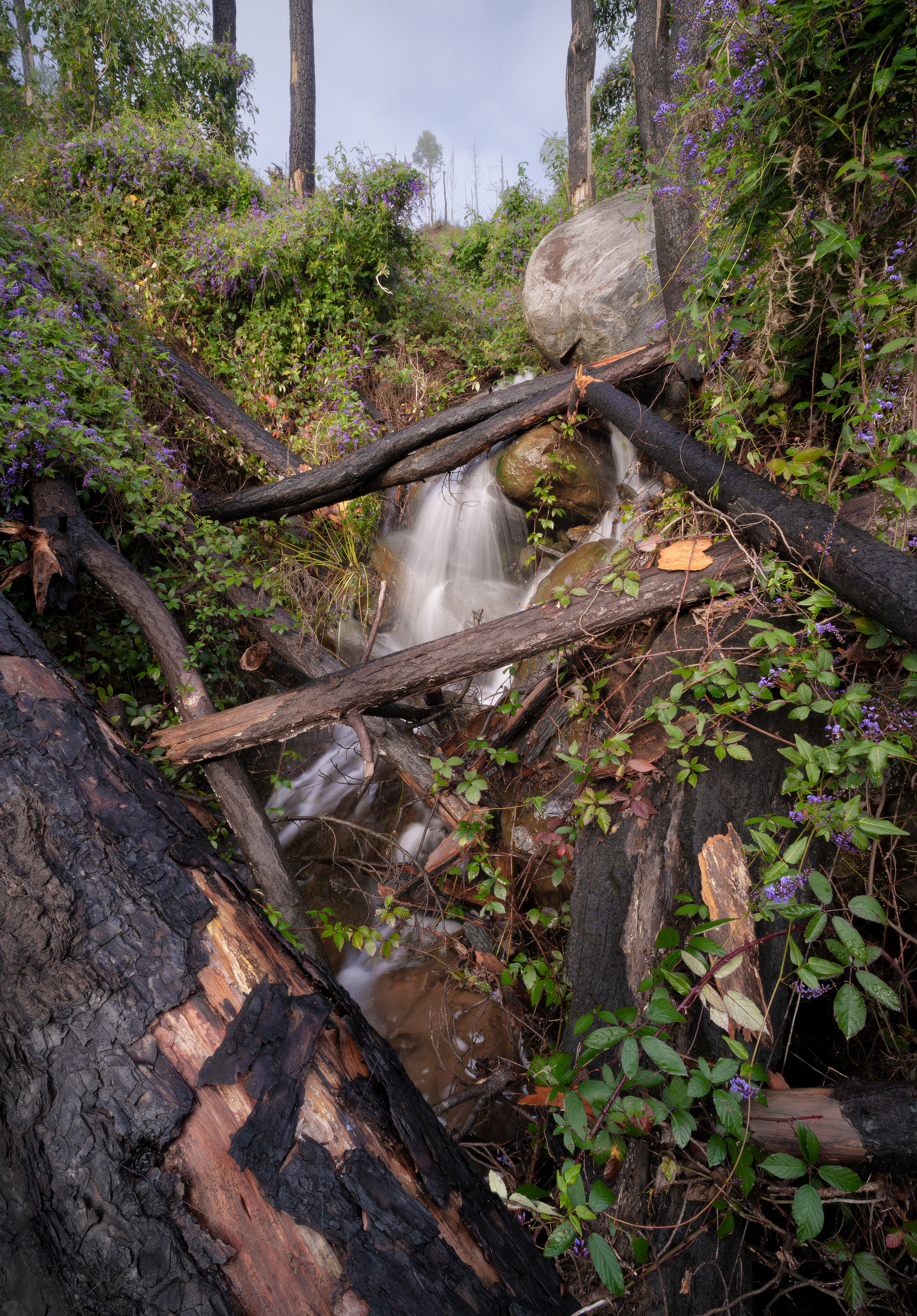 Organised Chaos, Nannup