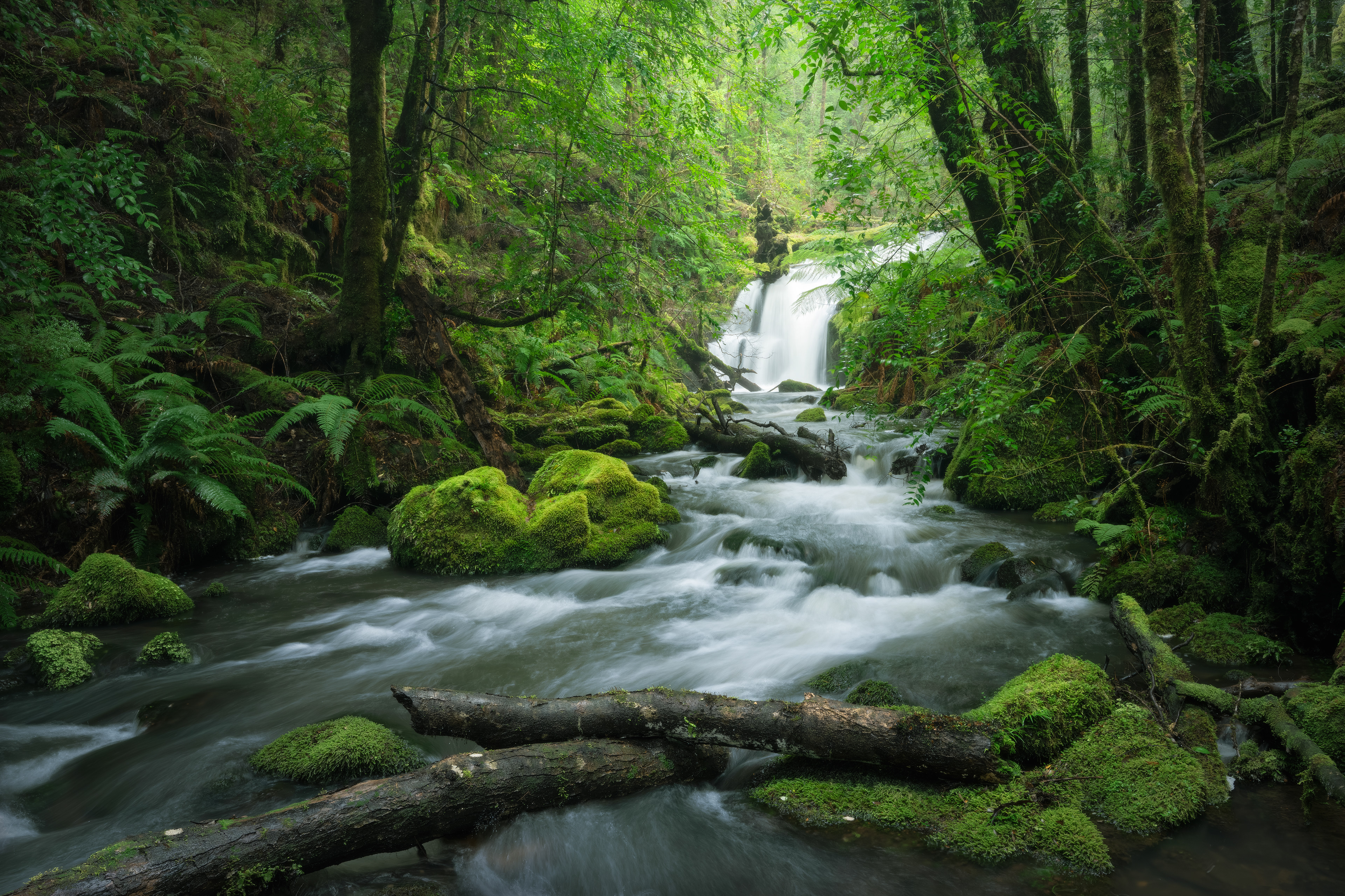 Tarkine Creek 01 (2:3)