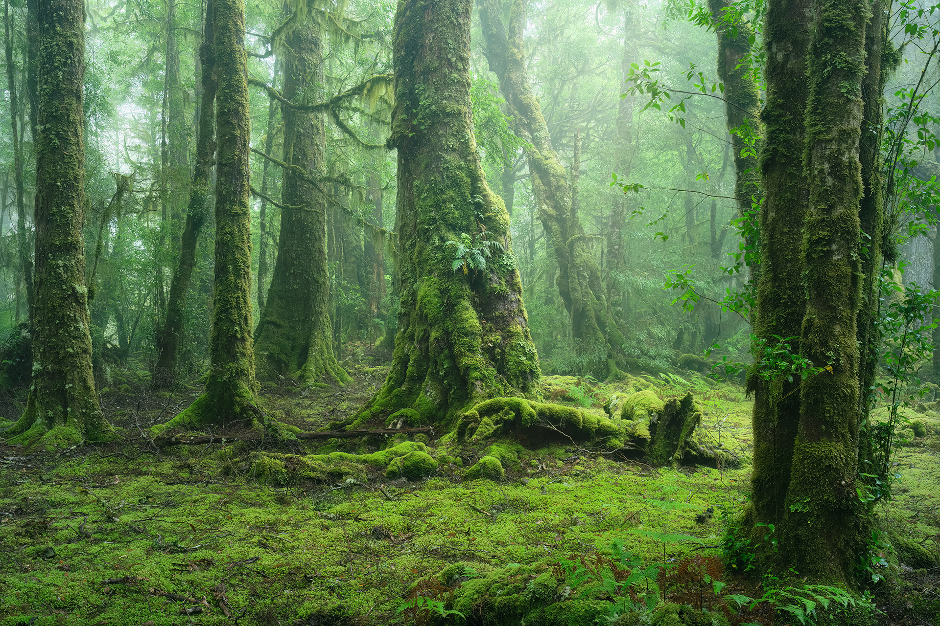 Myrtle Forest