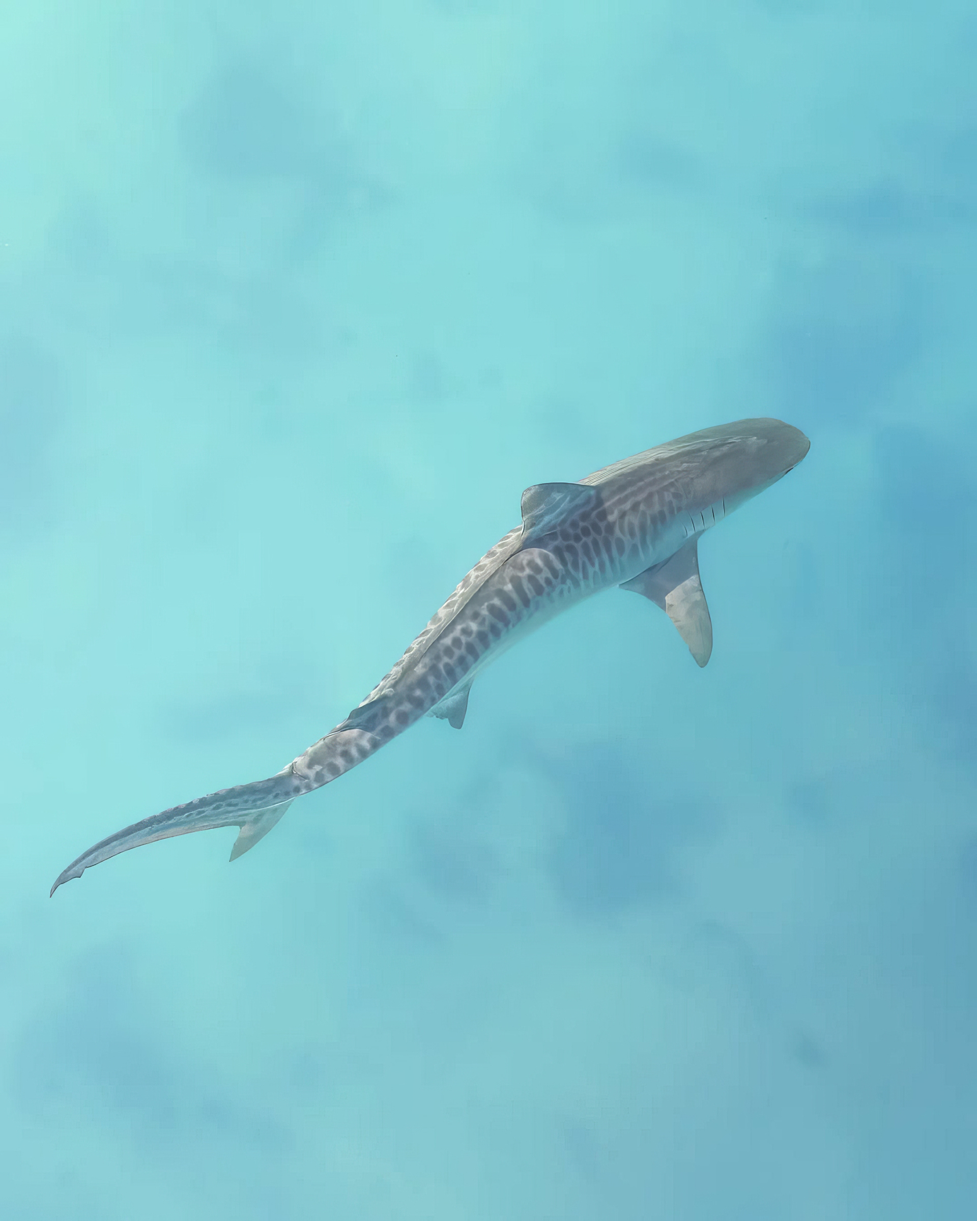 Tiger Shark (4:5)