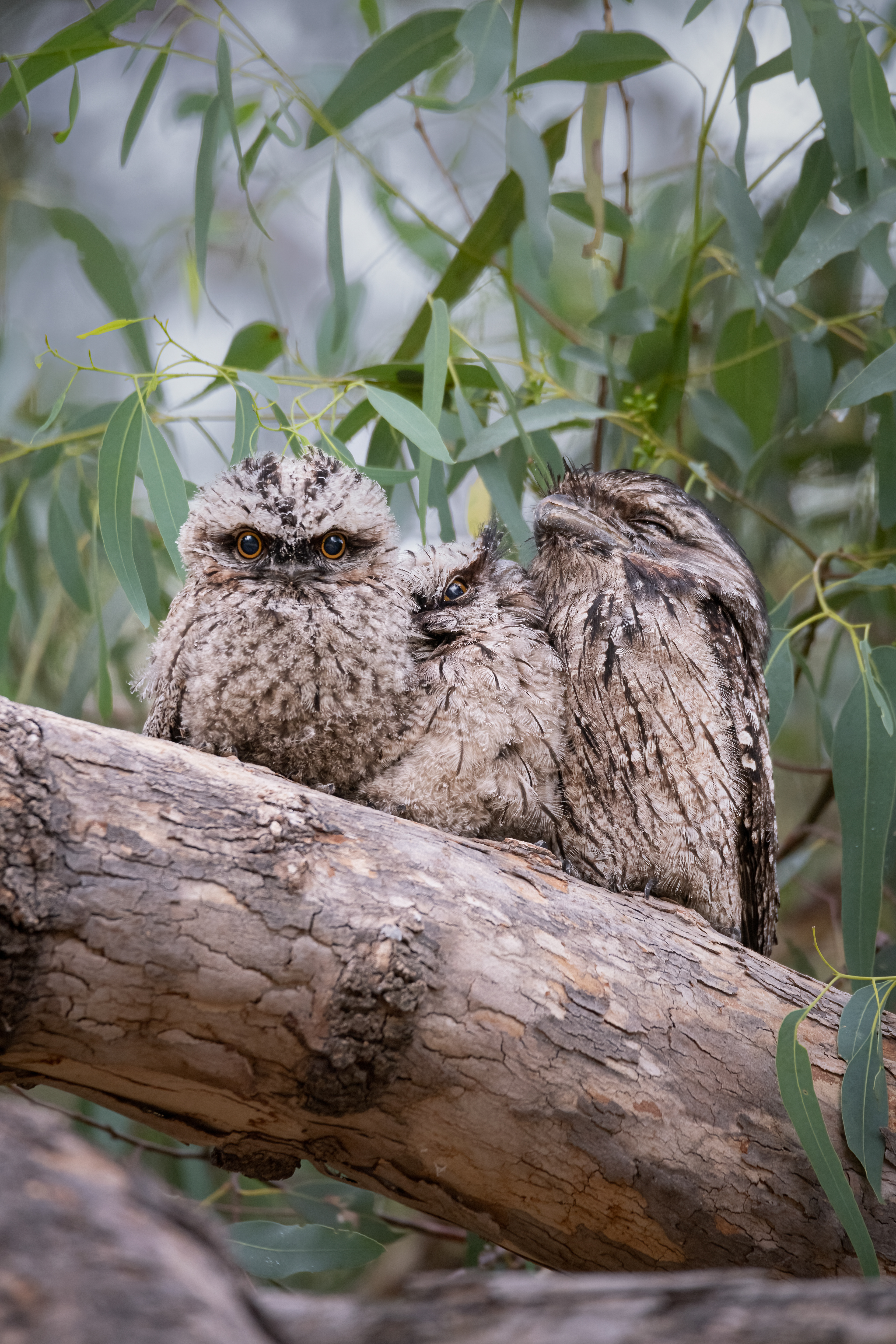 Tawny Frogmouth