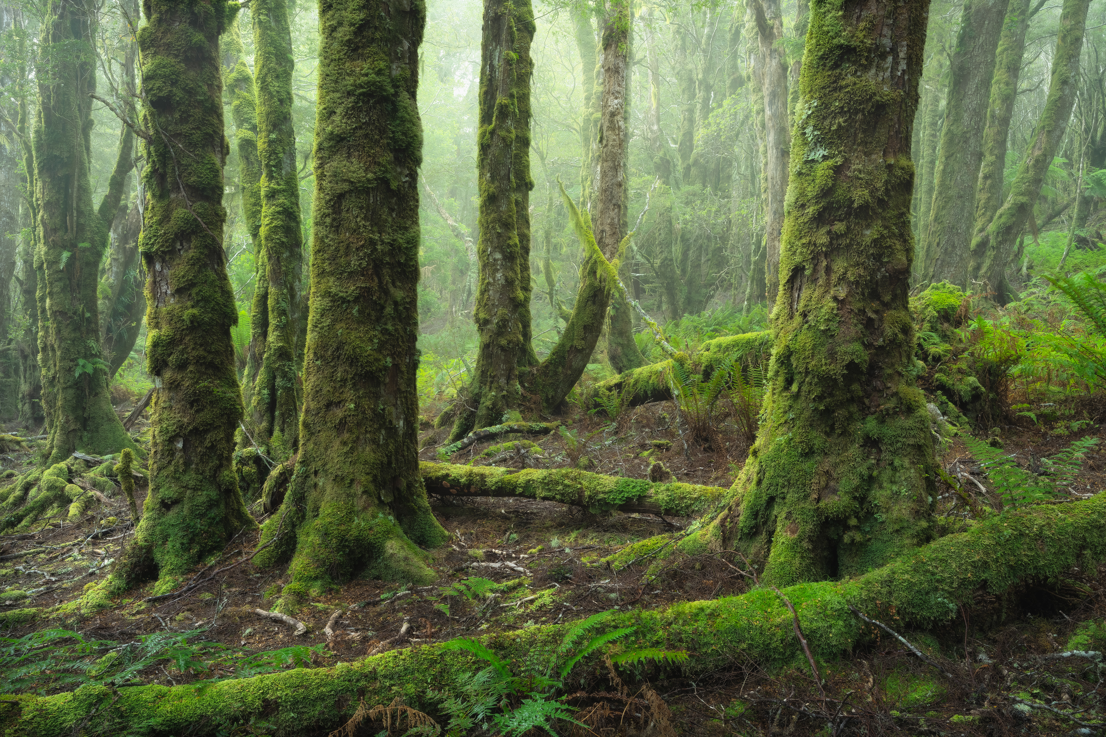 Blue Tier Myrtle Forest 01