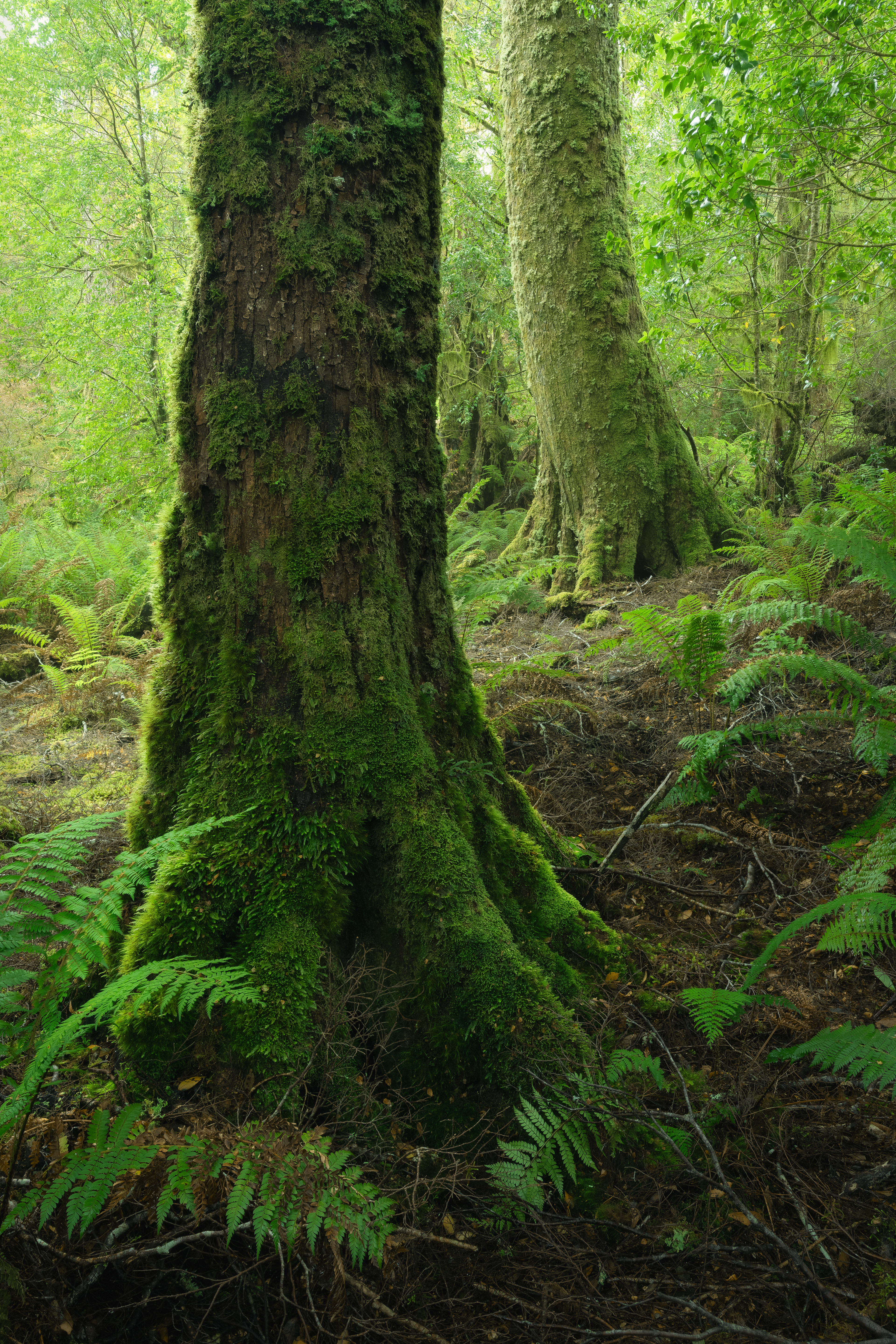 Myrtle Forest