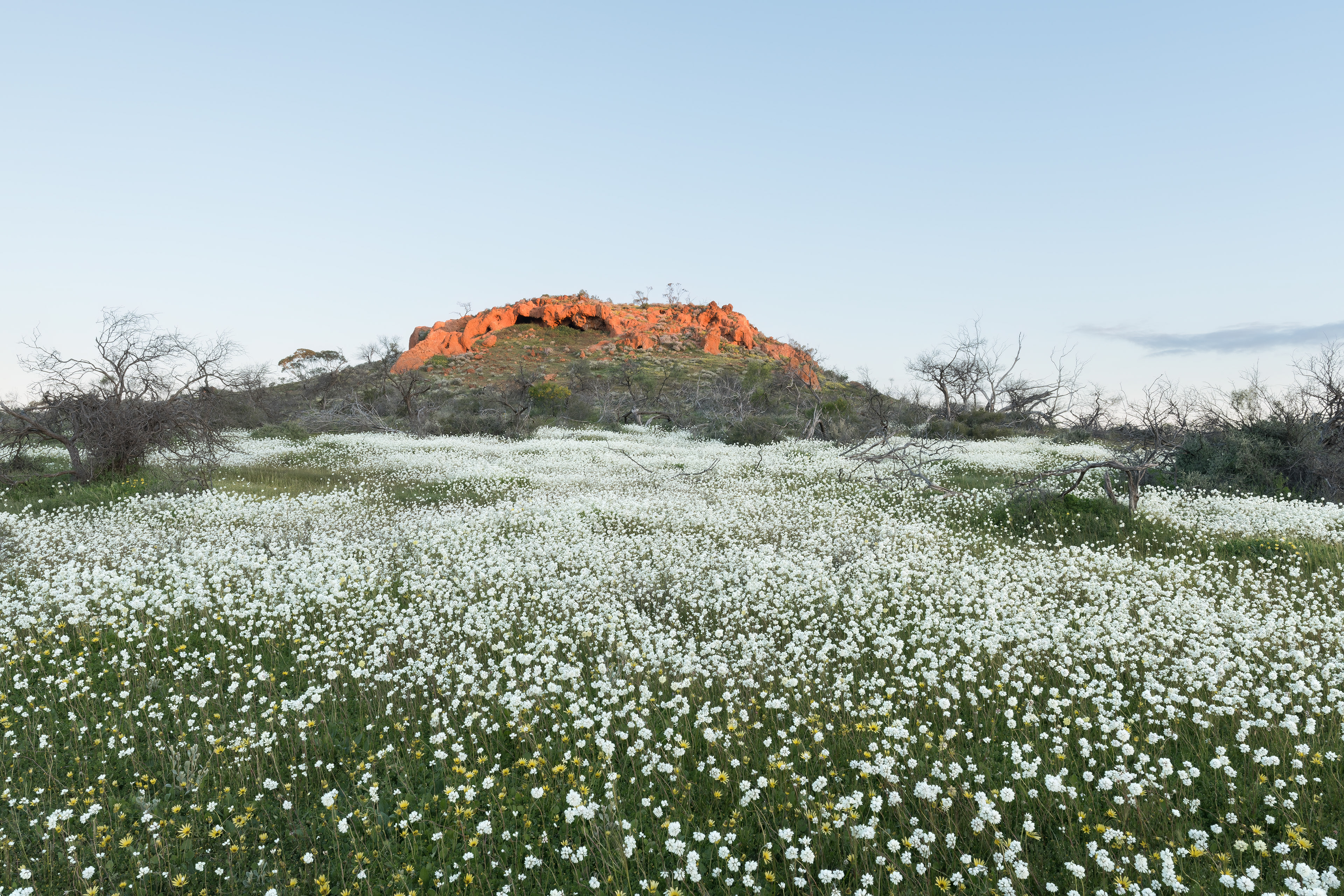 Wildflowers near Perenjori