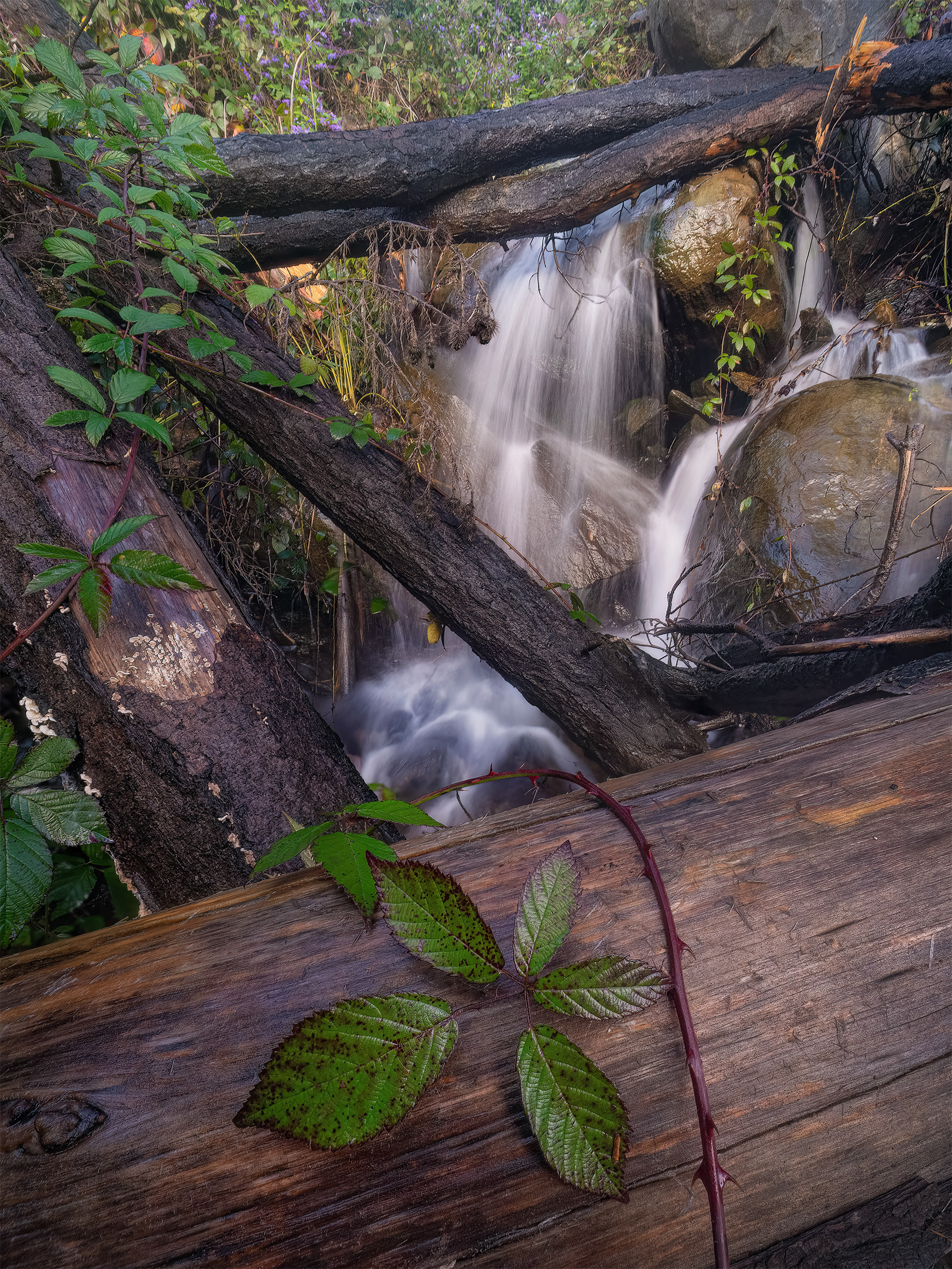 This capture of a waterfall deep in the Darling Range is a focus stacked image. It would not have been possible to have the entire image in focus otherwise.