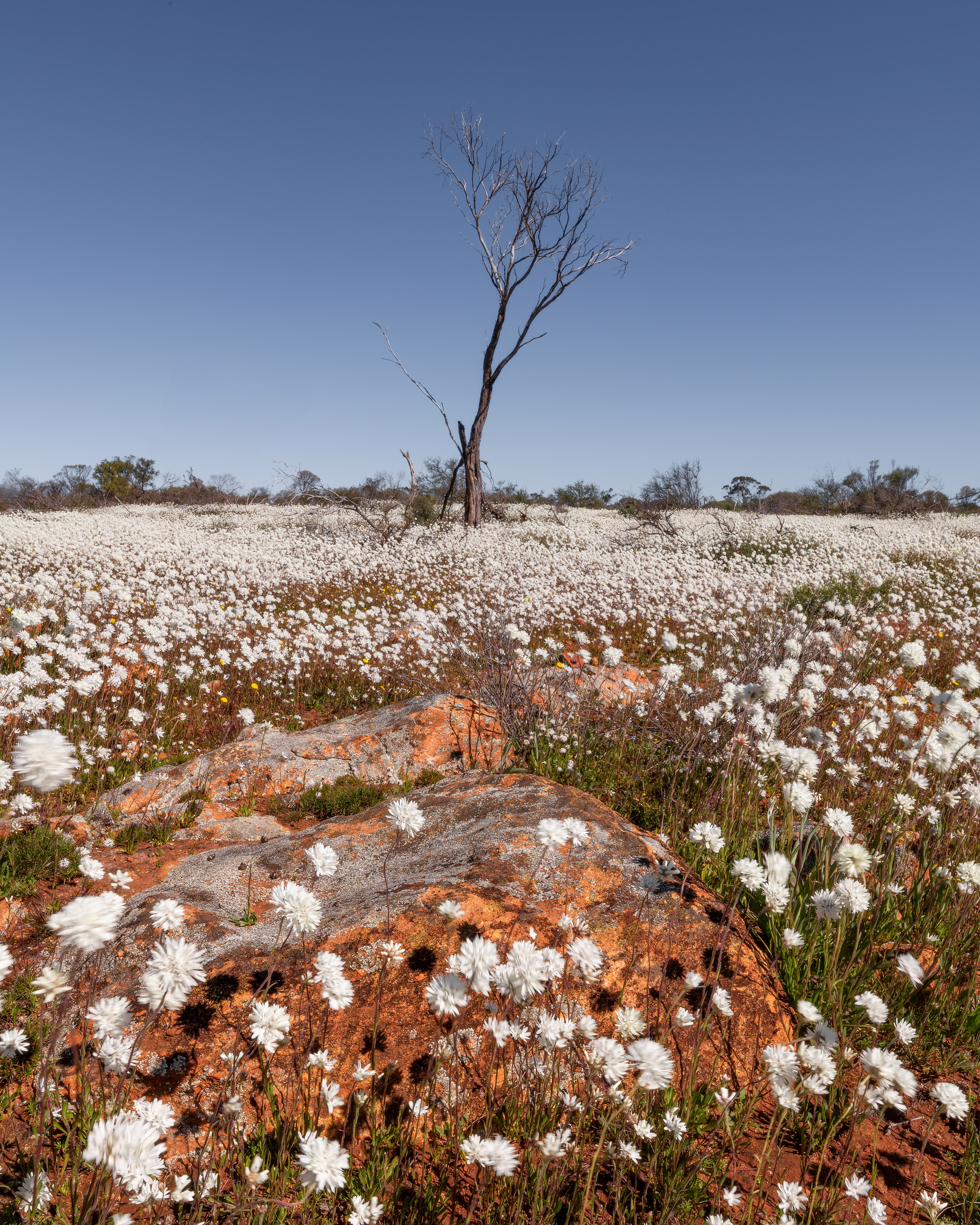 WIldflowers near Morowa