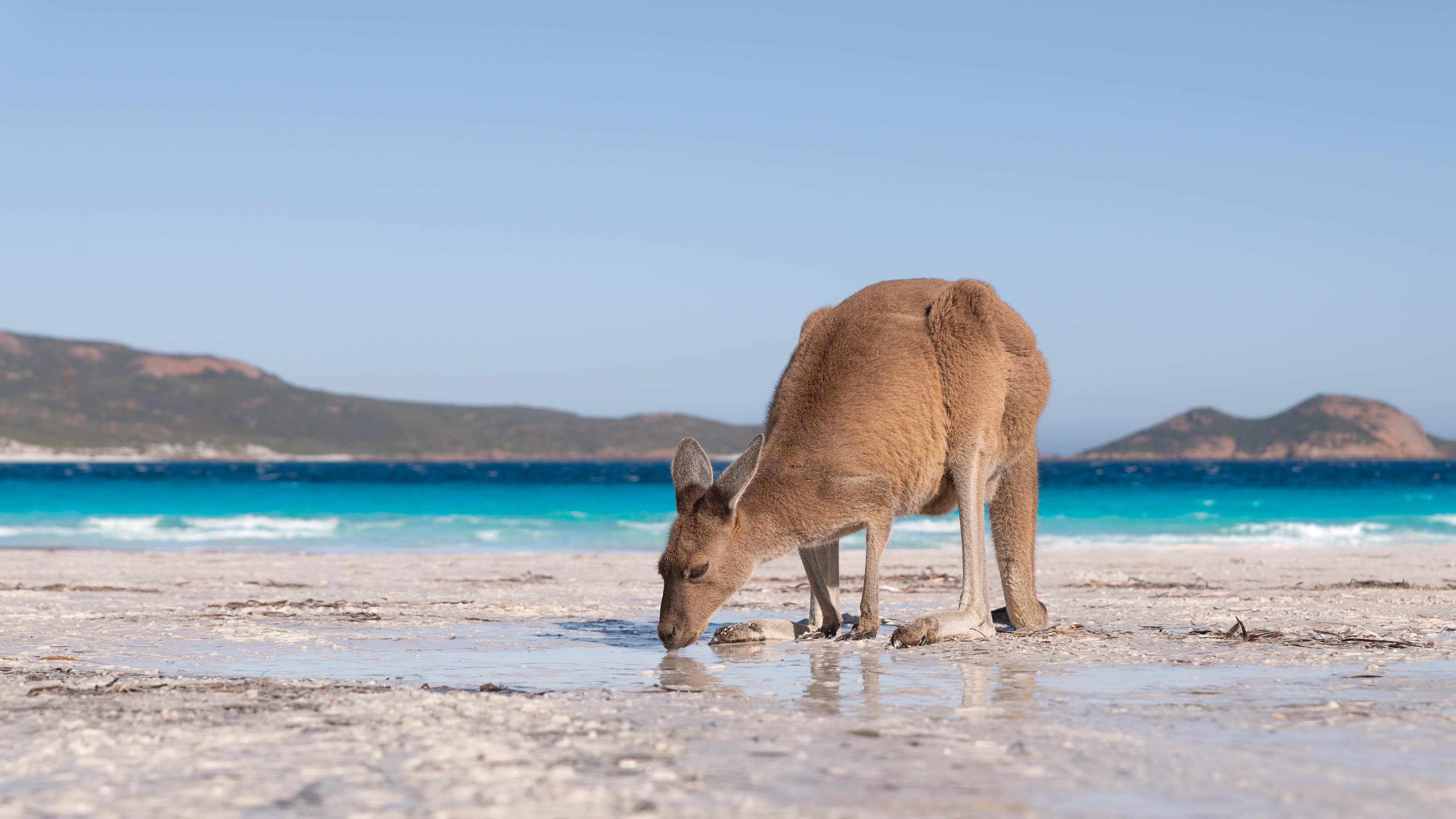 Lucky Bay Kangaroo