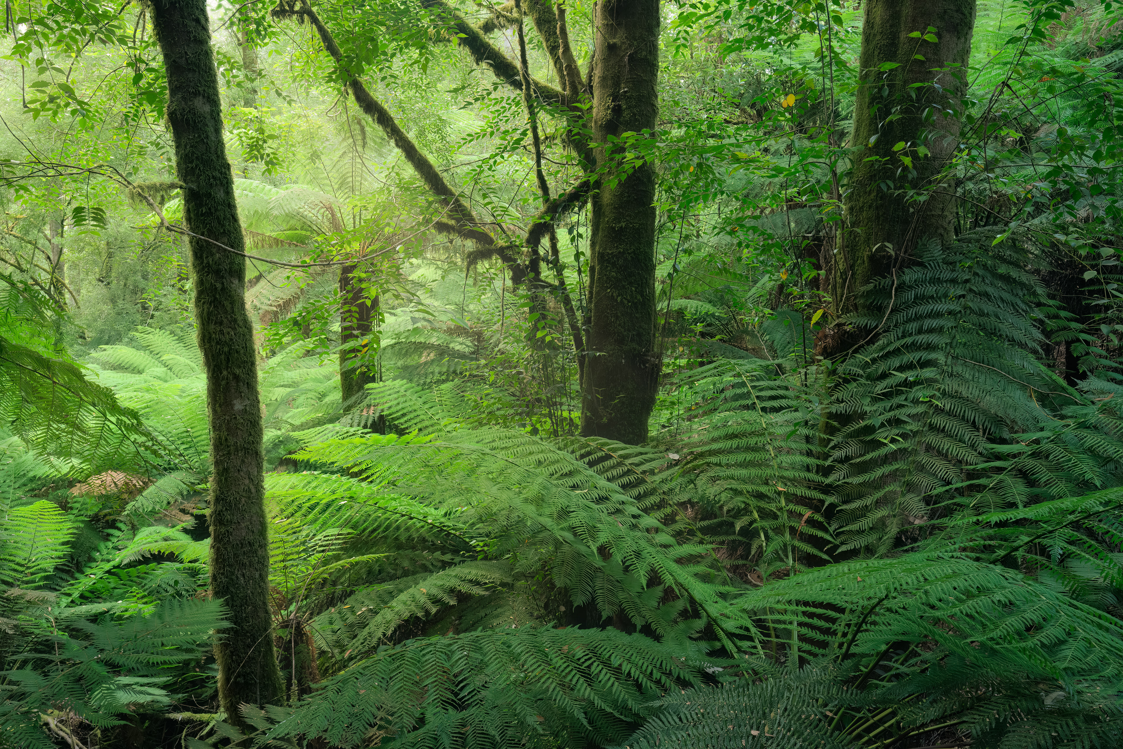 Mount Field Forest 02