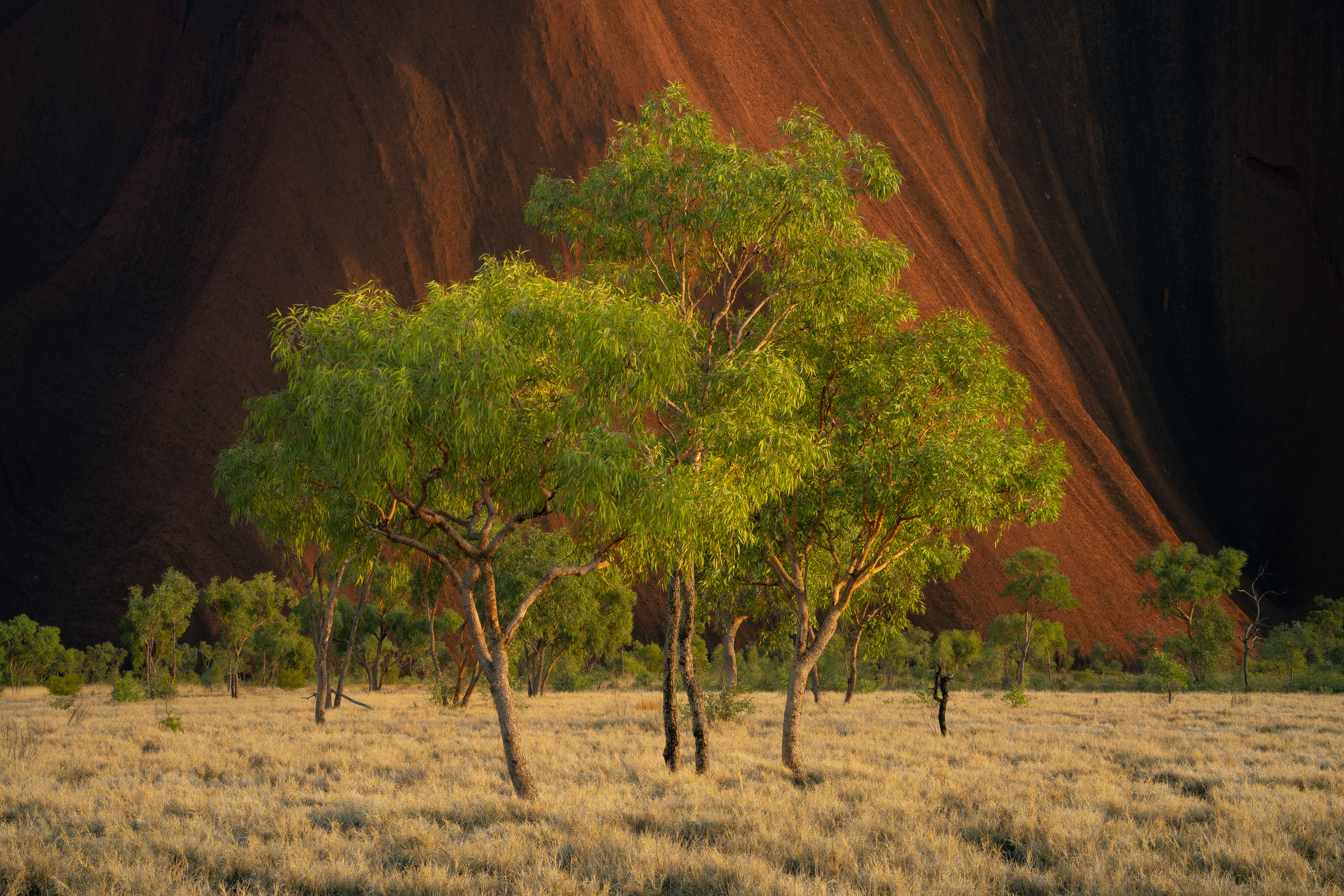 Uluru Trees