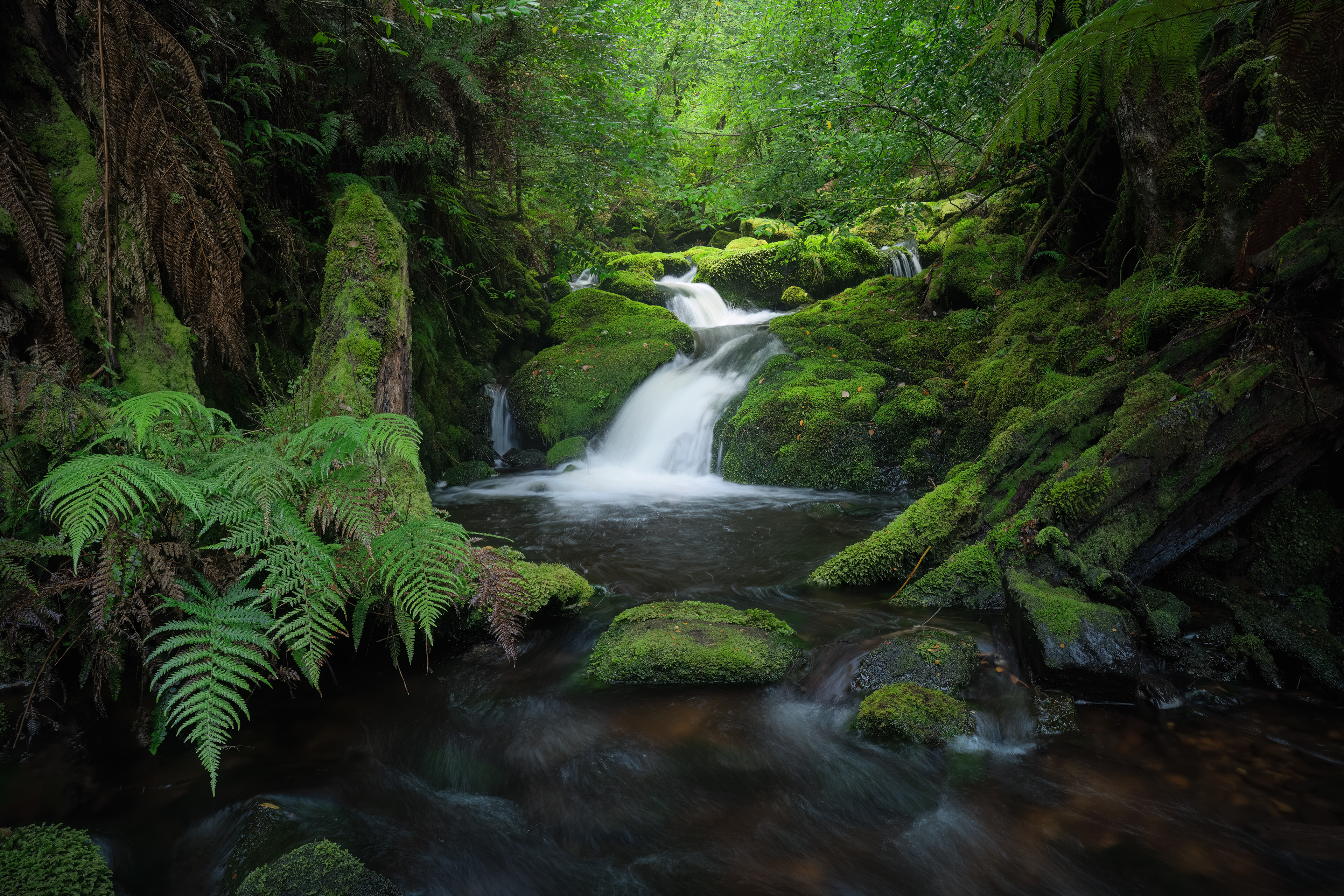 Dove River Forest Cascades 02 (2:3)