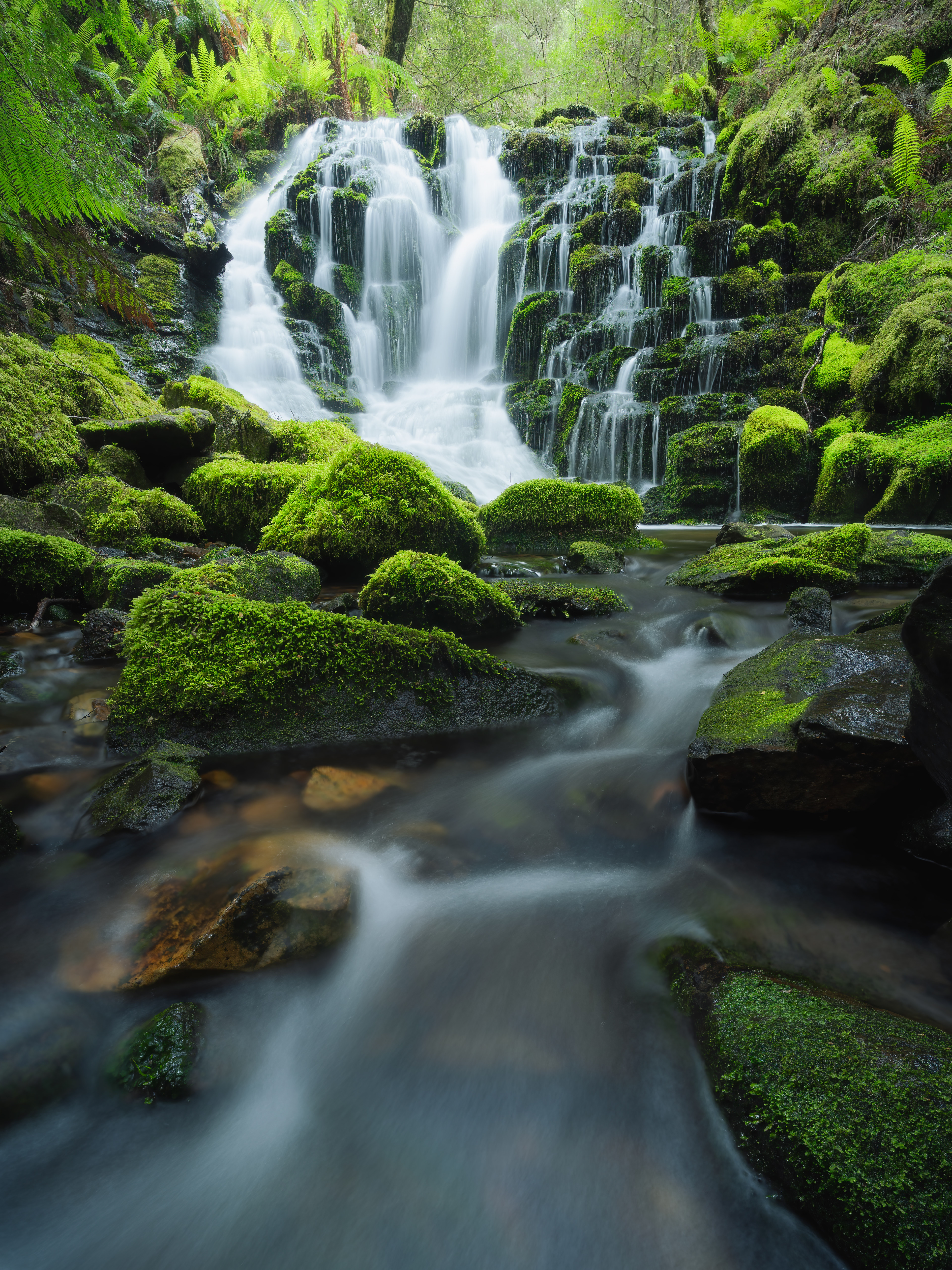 Dove River Forest Cascades