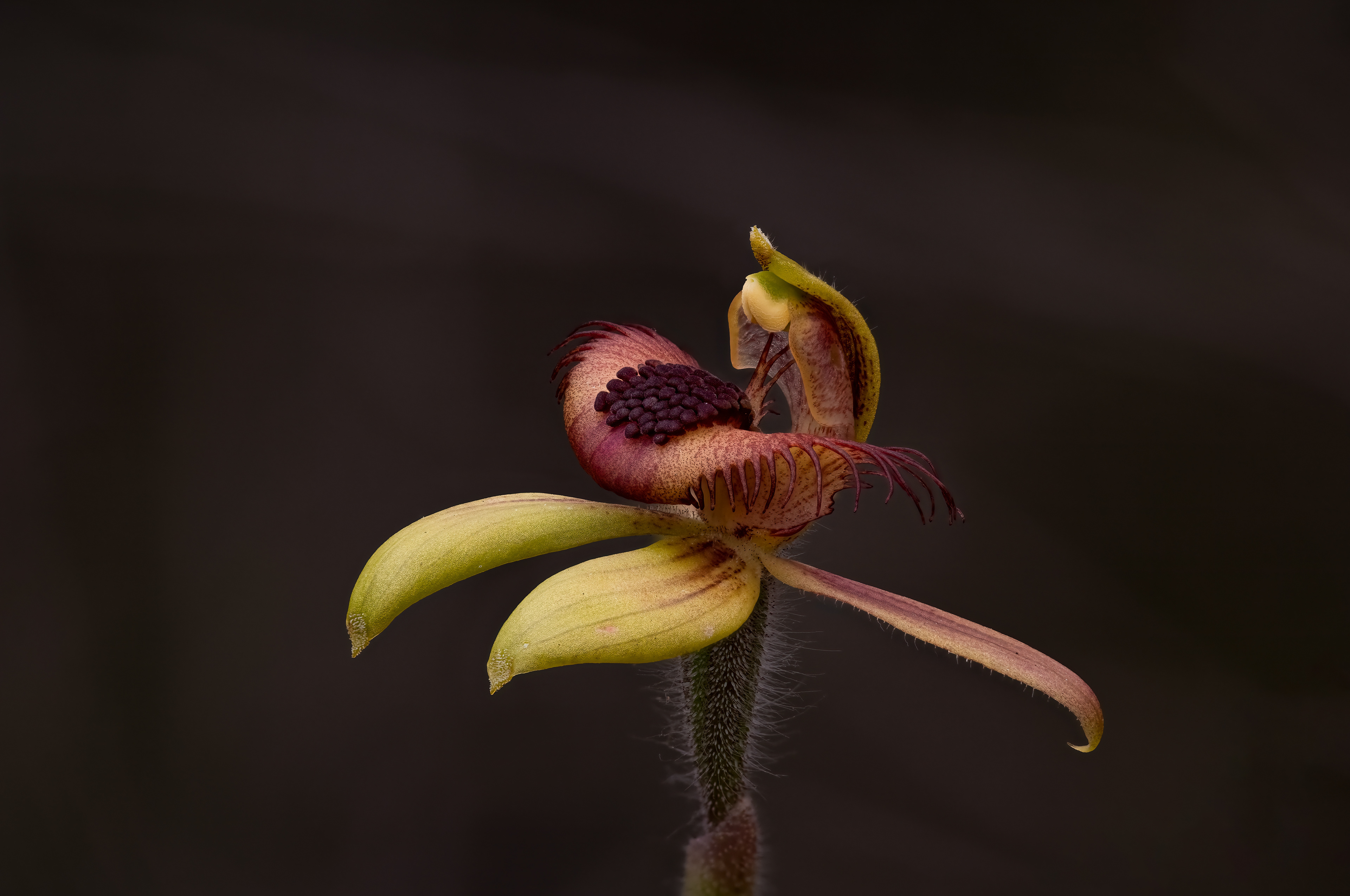 Caladenia Discoidea 02