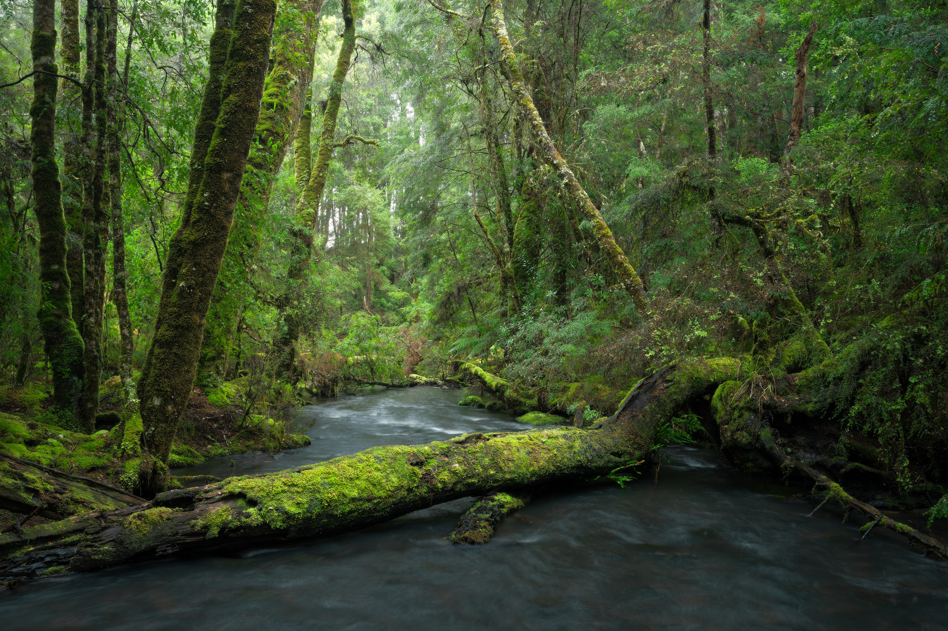 Tarkine Creek 02 (2:3)