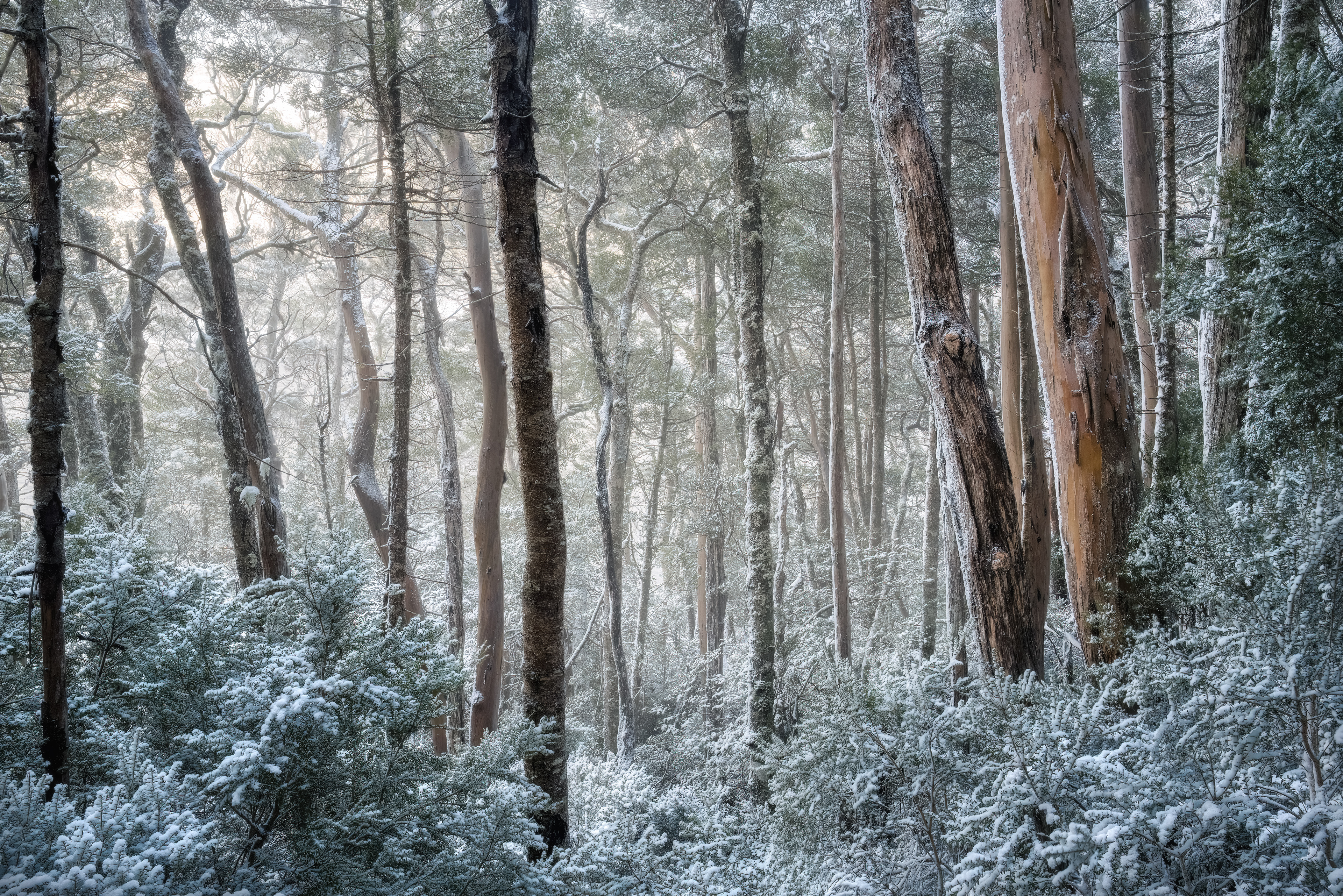 Frozen Forest (2:3)