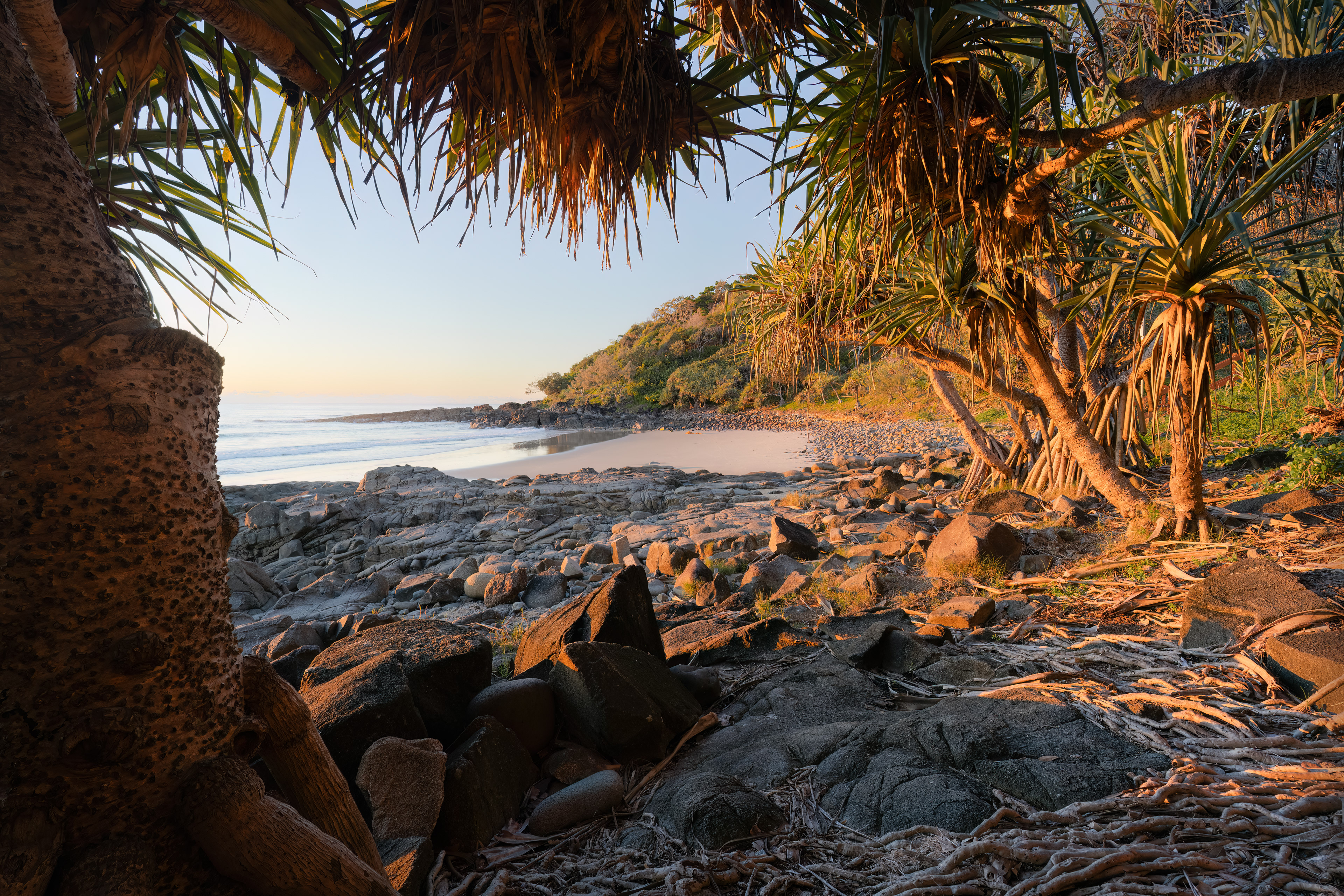 Coolum Pandanus 02