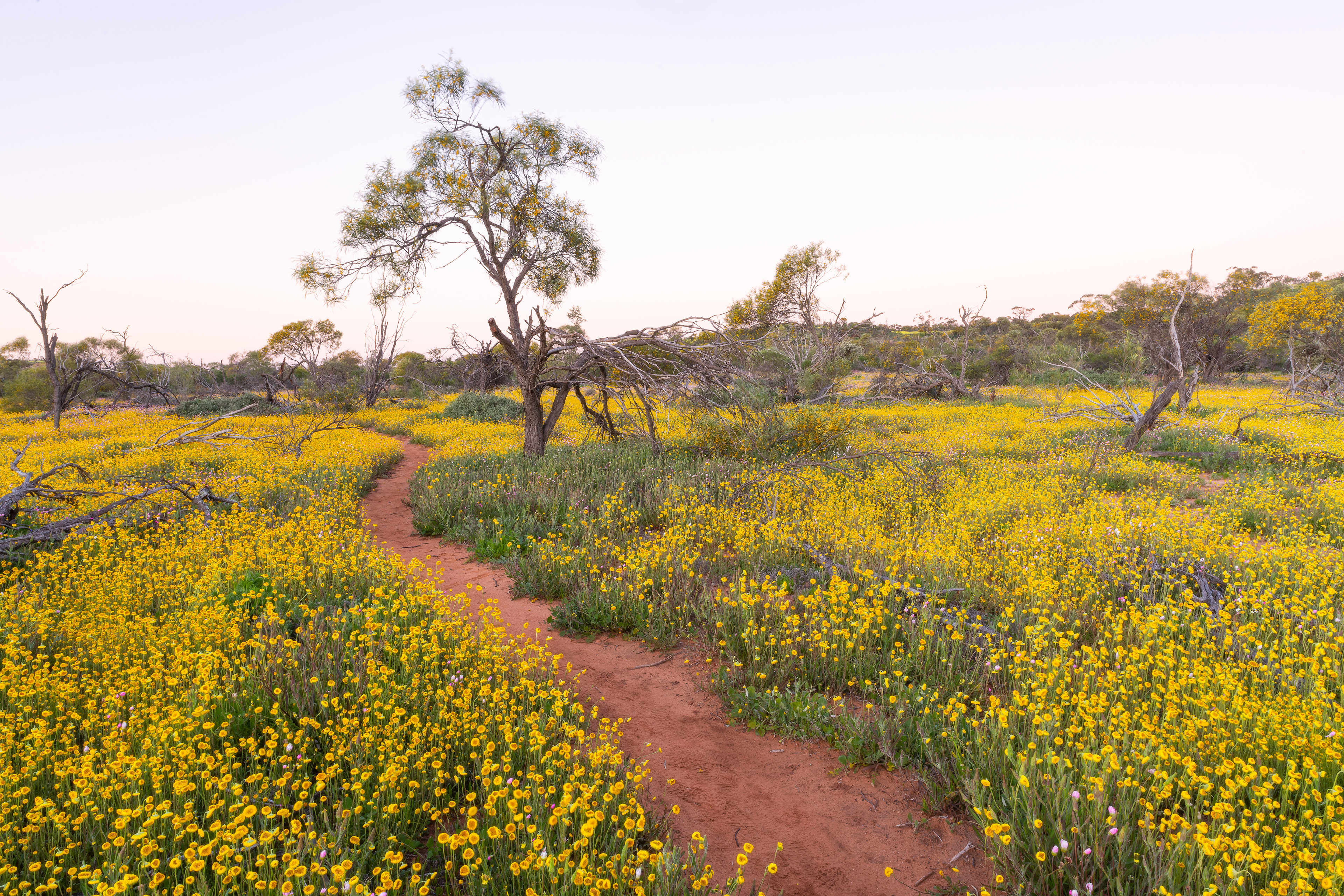 Coalseam Conservation Park