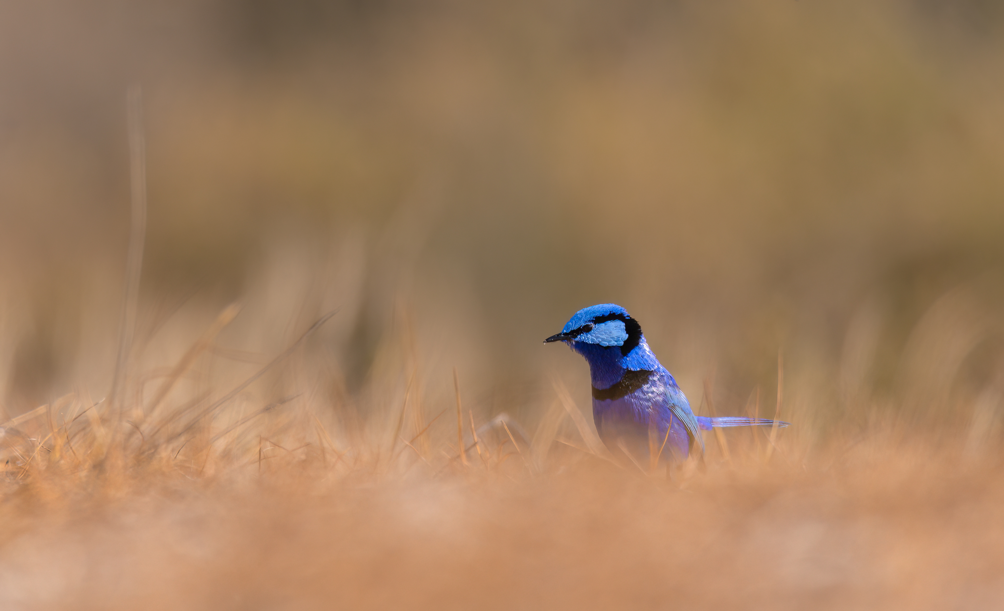 Splendid Fairywren