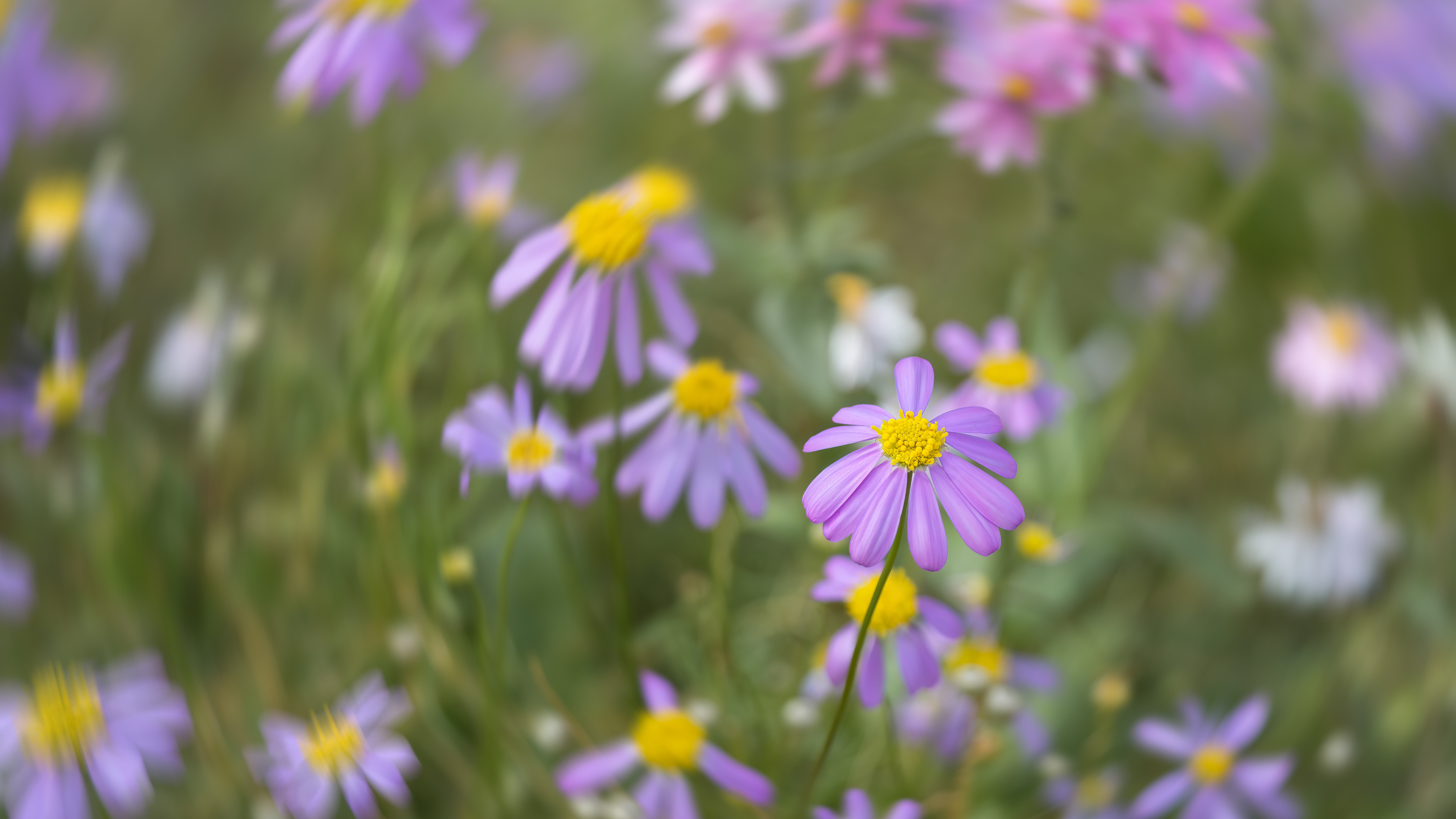 Wildflowers Near Paynes Find