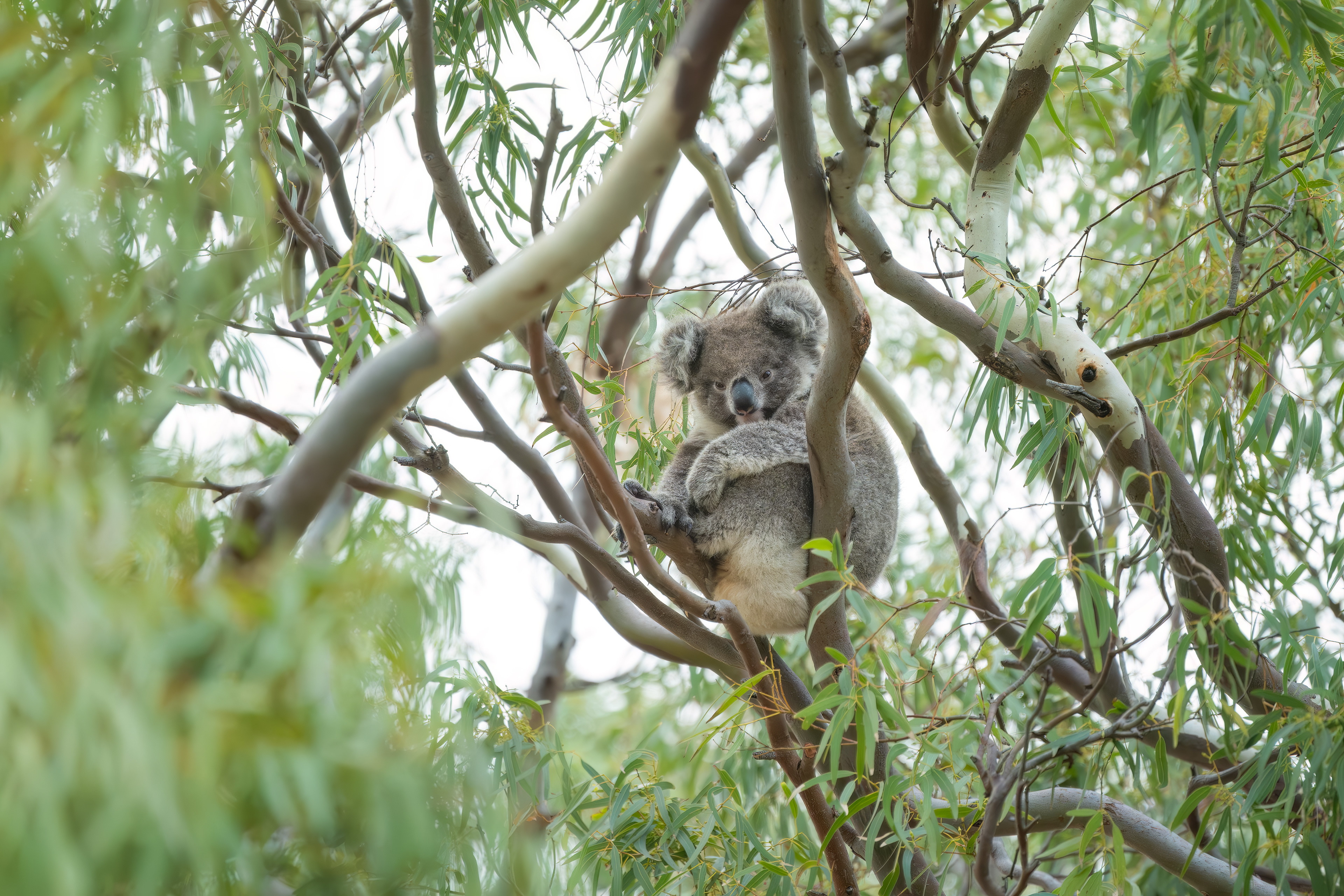 Port Lincoln Koala