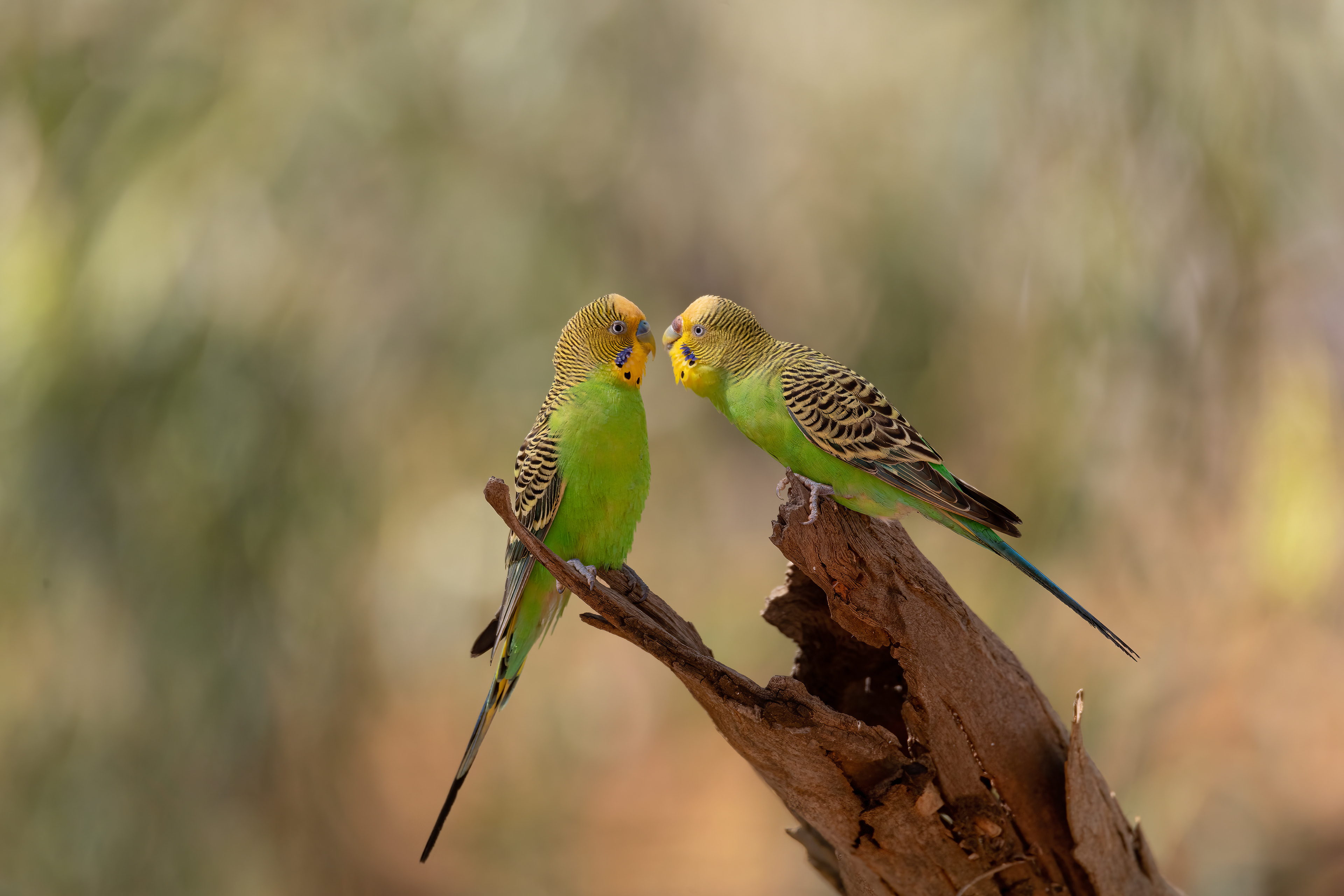 Wild Budgerigar