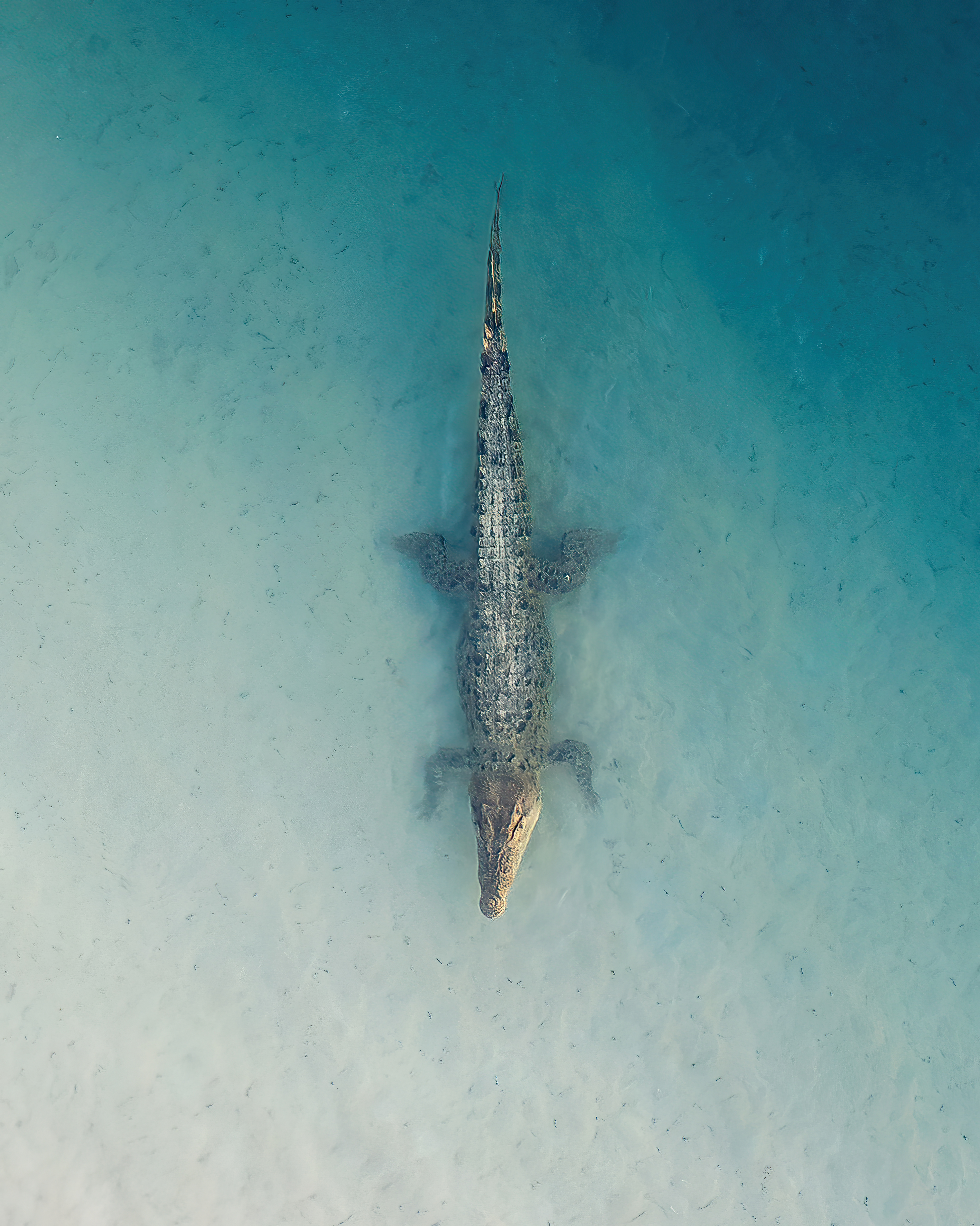 Willie Creek Crocodile