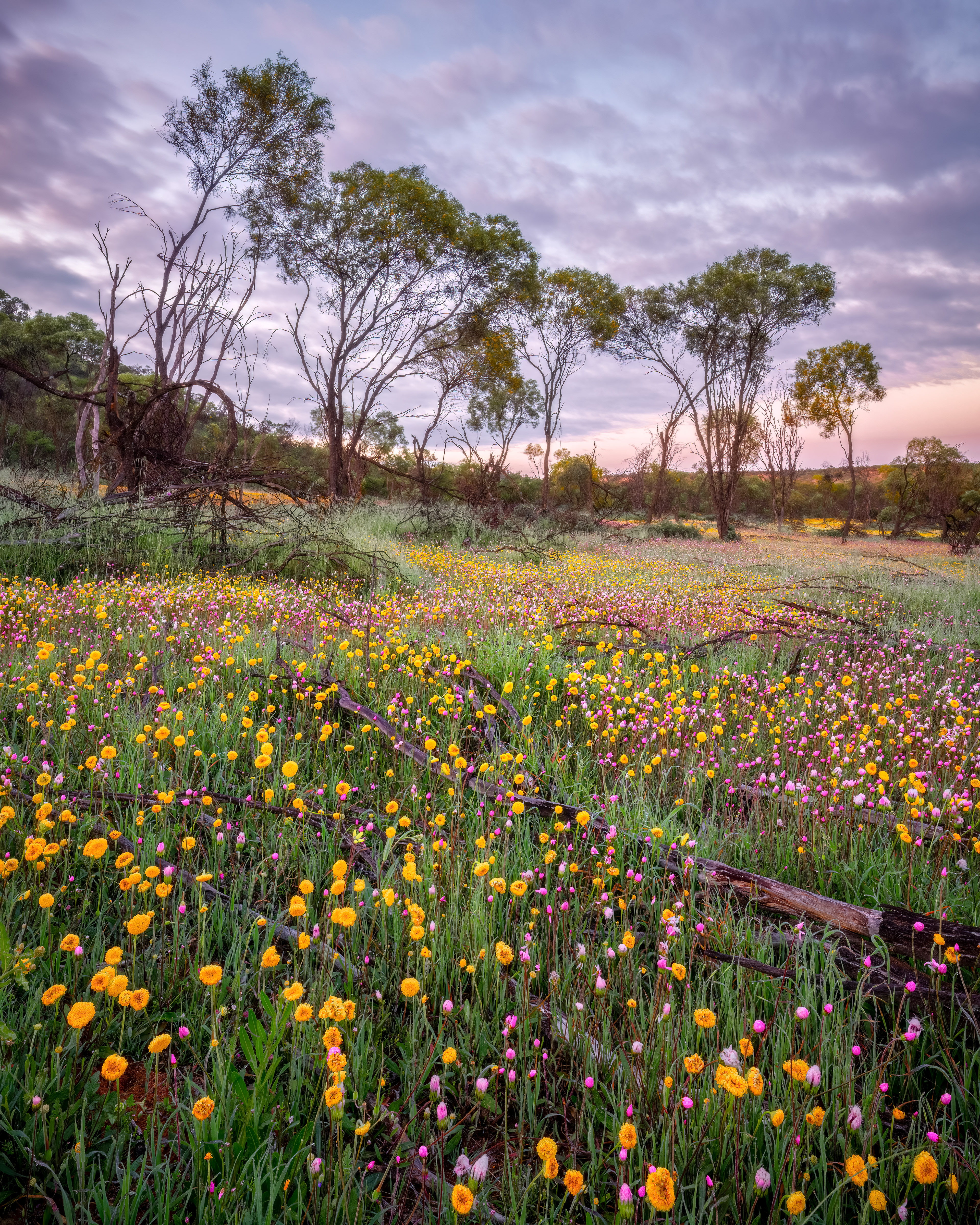Colours of Coalseam Conservation Park