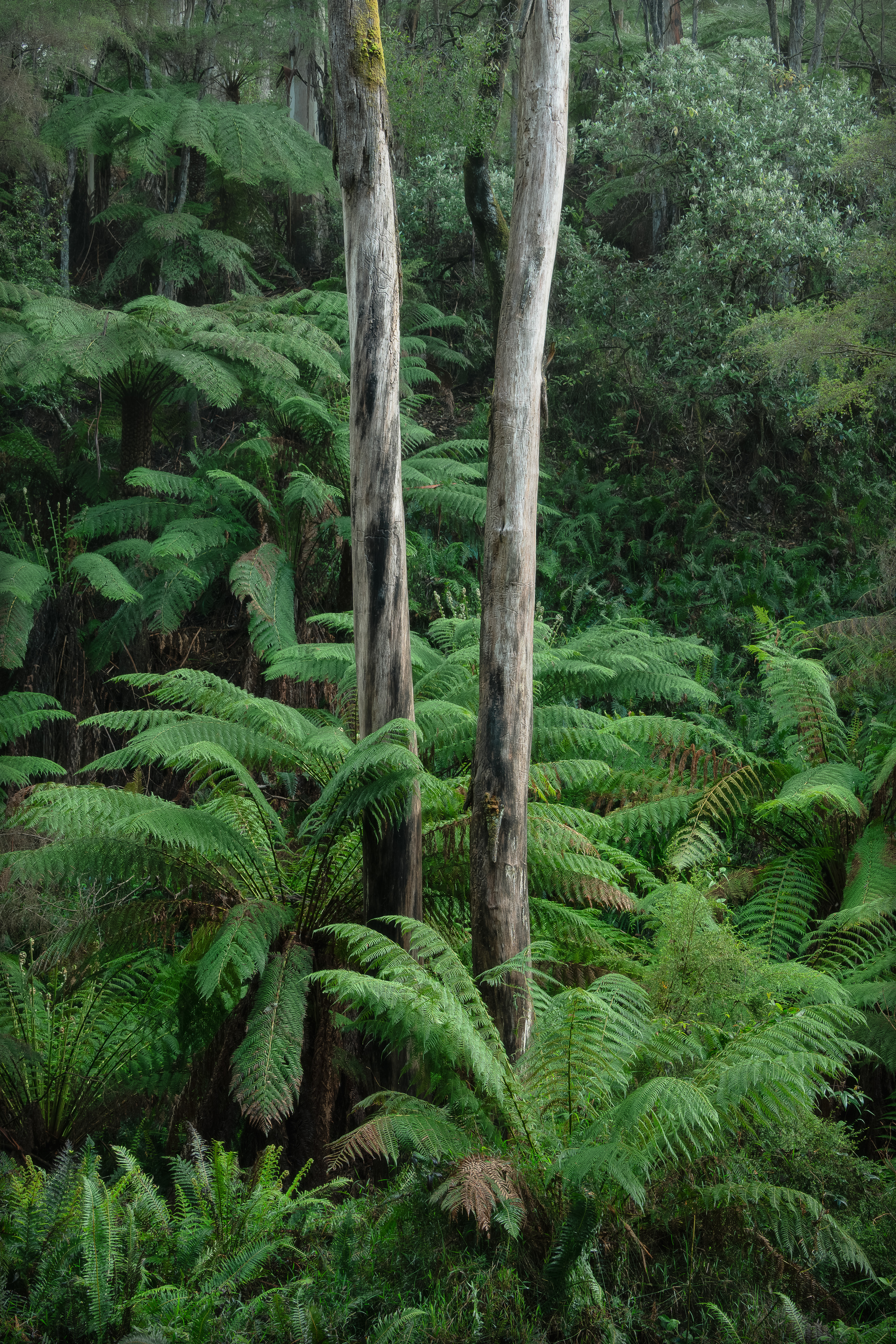 Yarra Forest
