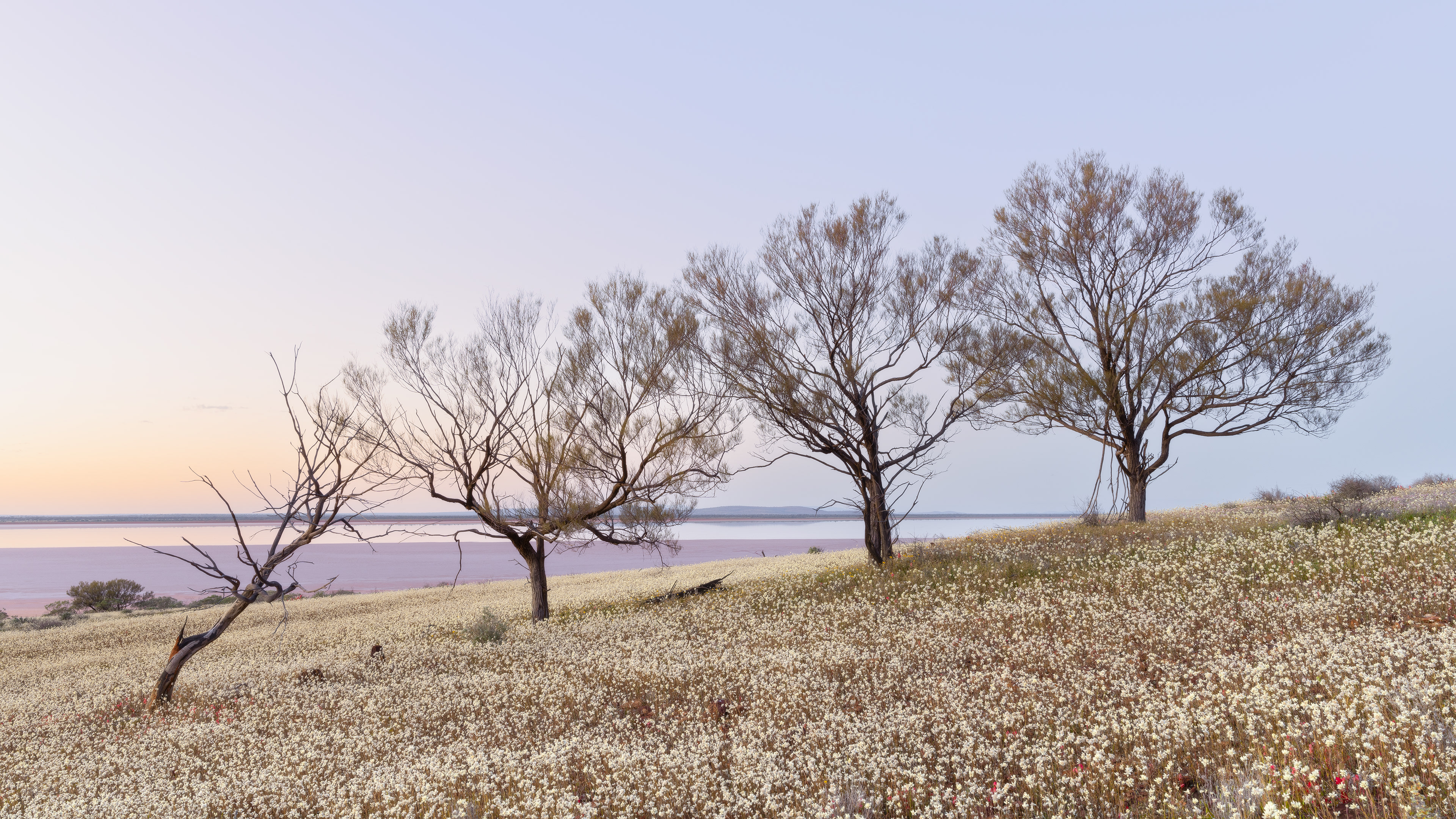 Wildflowers near Paynes Find