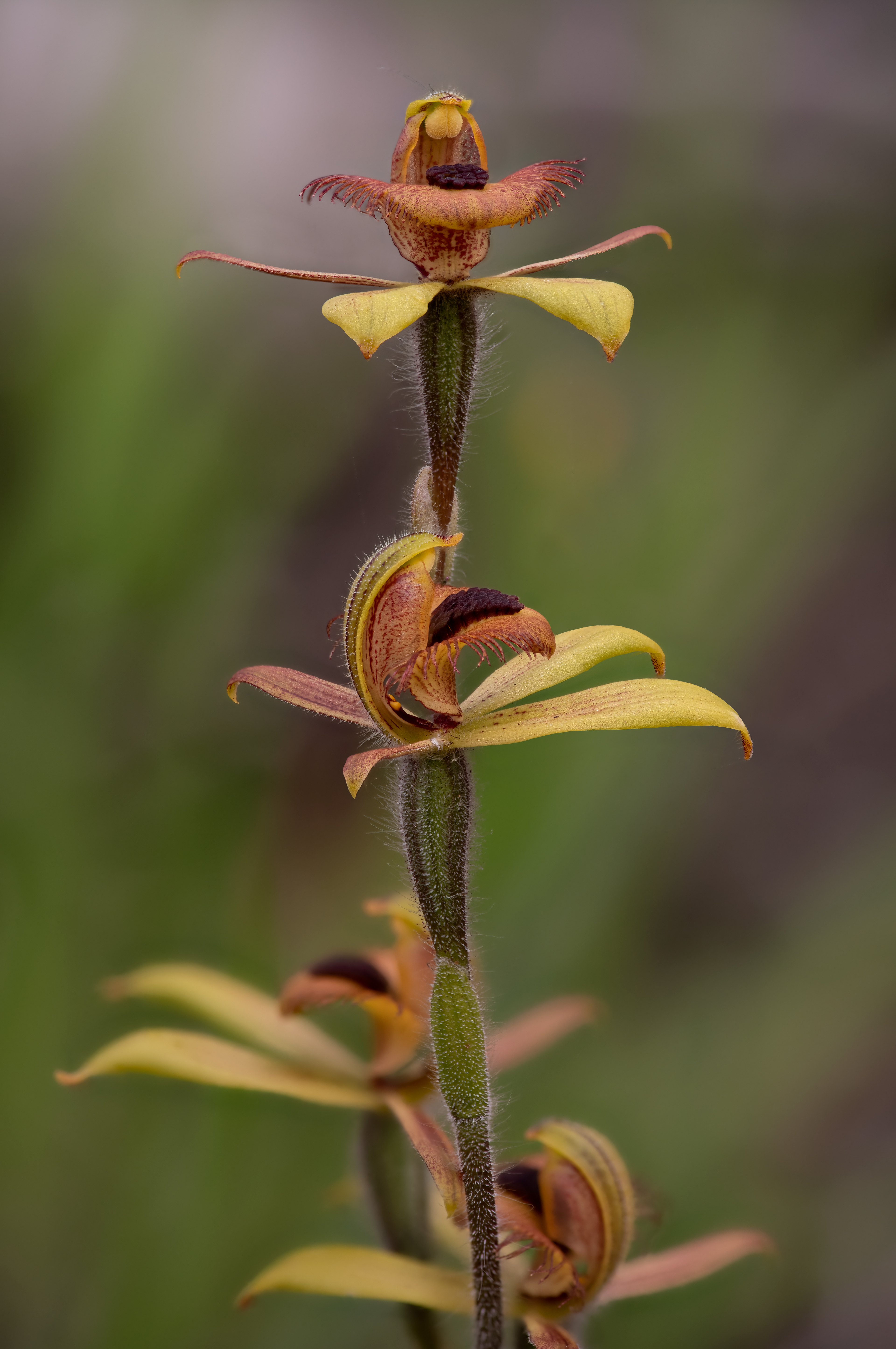 Caladenia Discoidea 01