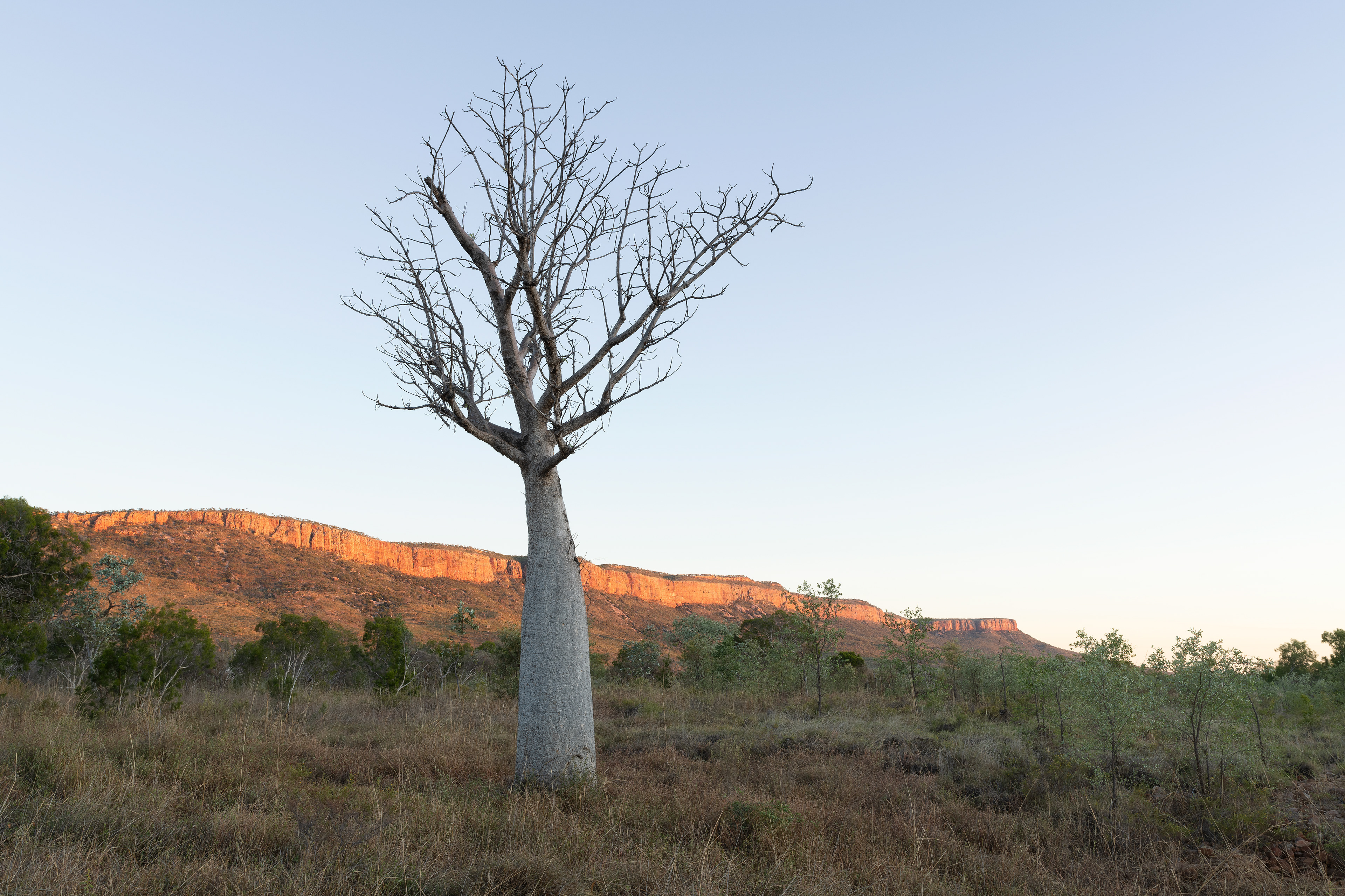 Cockburn Range Boab 02