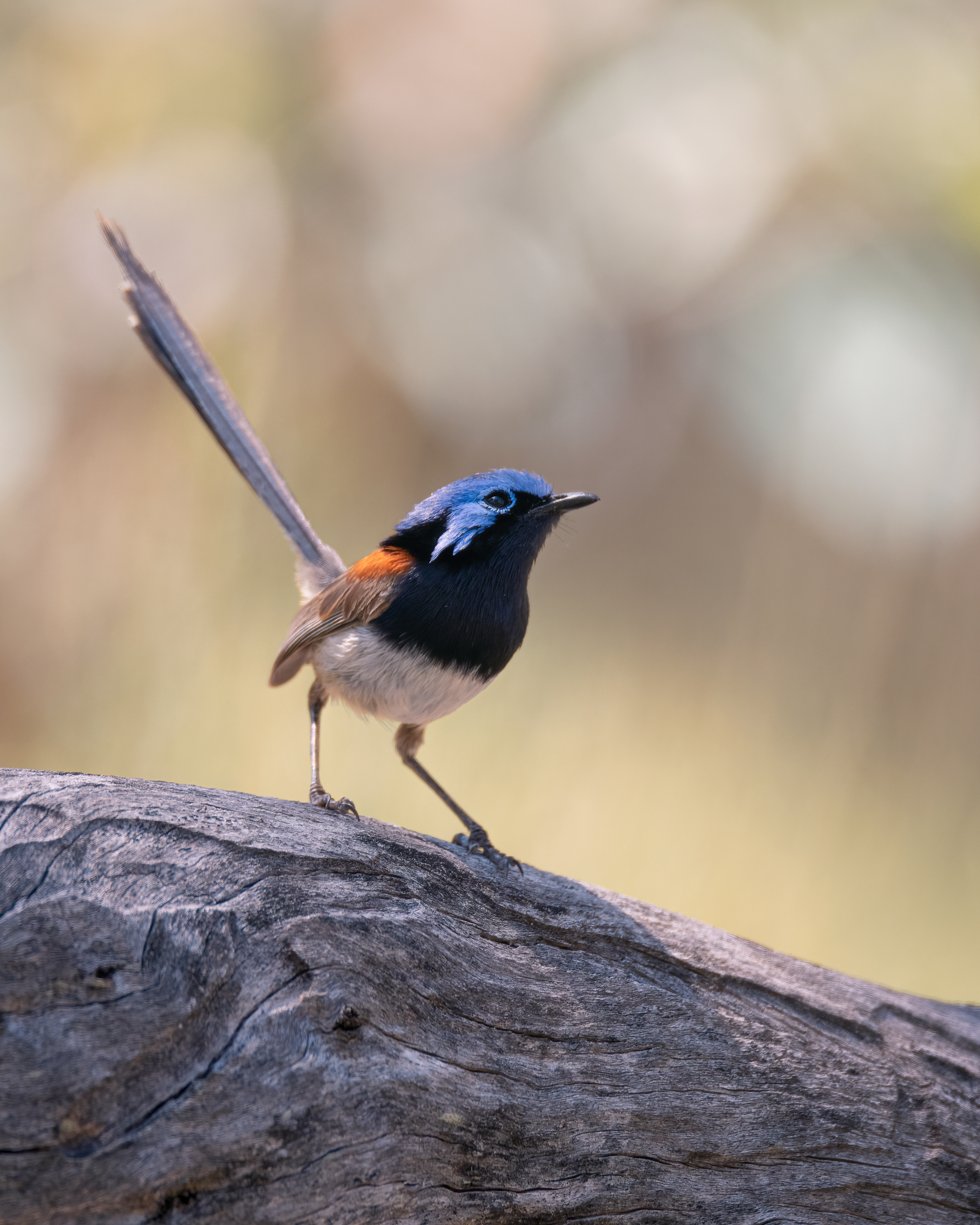 Blue-breasted fairywren