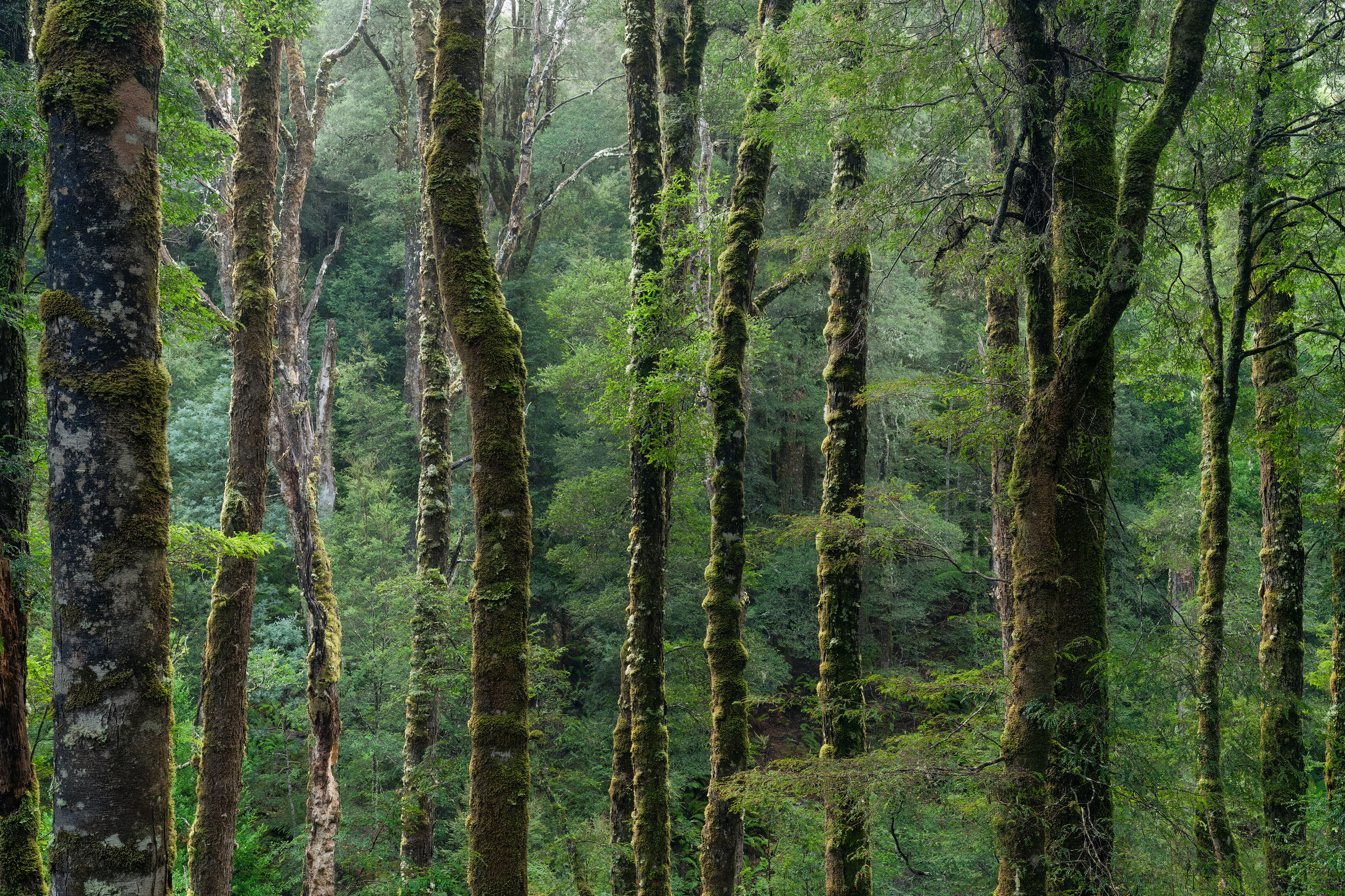 Myrtle Forest 02 (2:3)