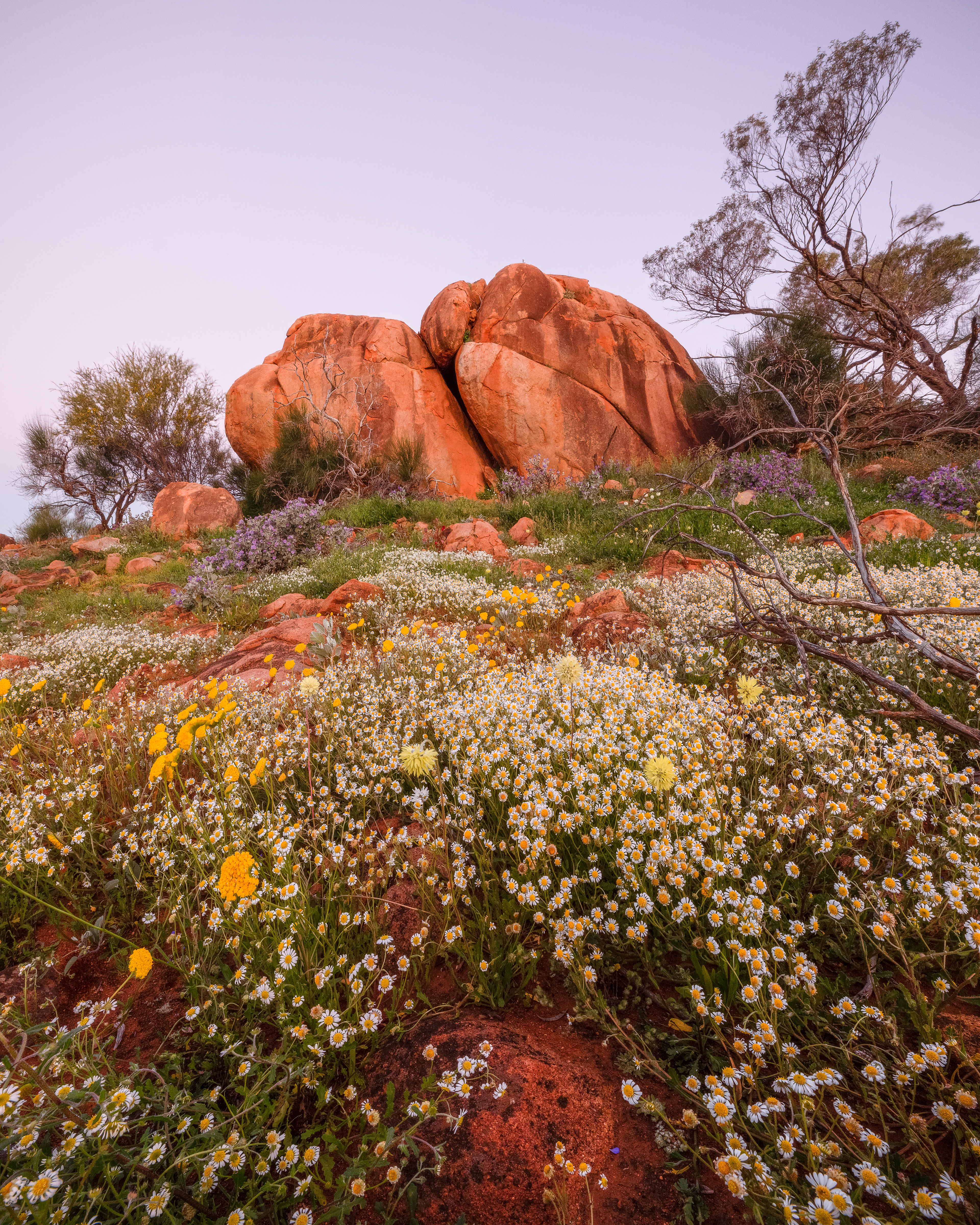 Wildflowers at Koolanooka Springs
