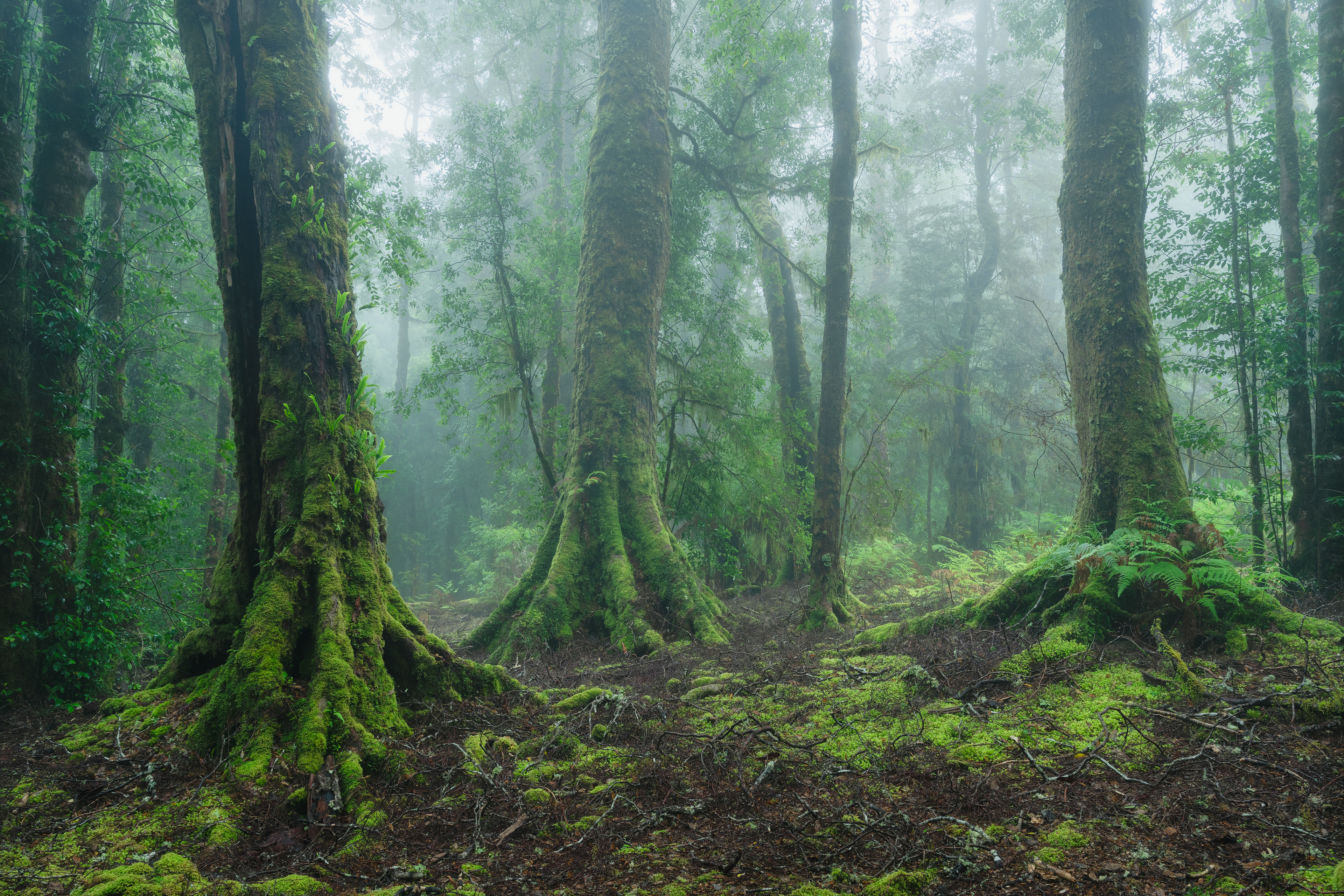 Myrtle Forest