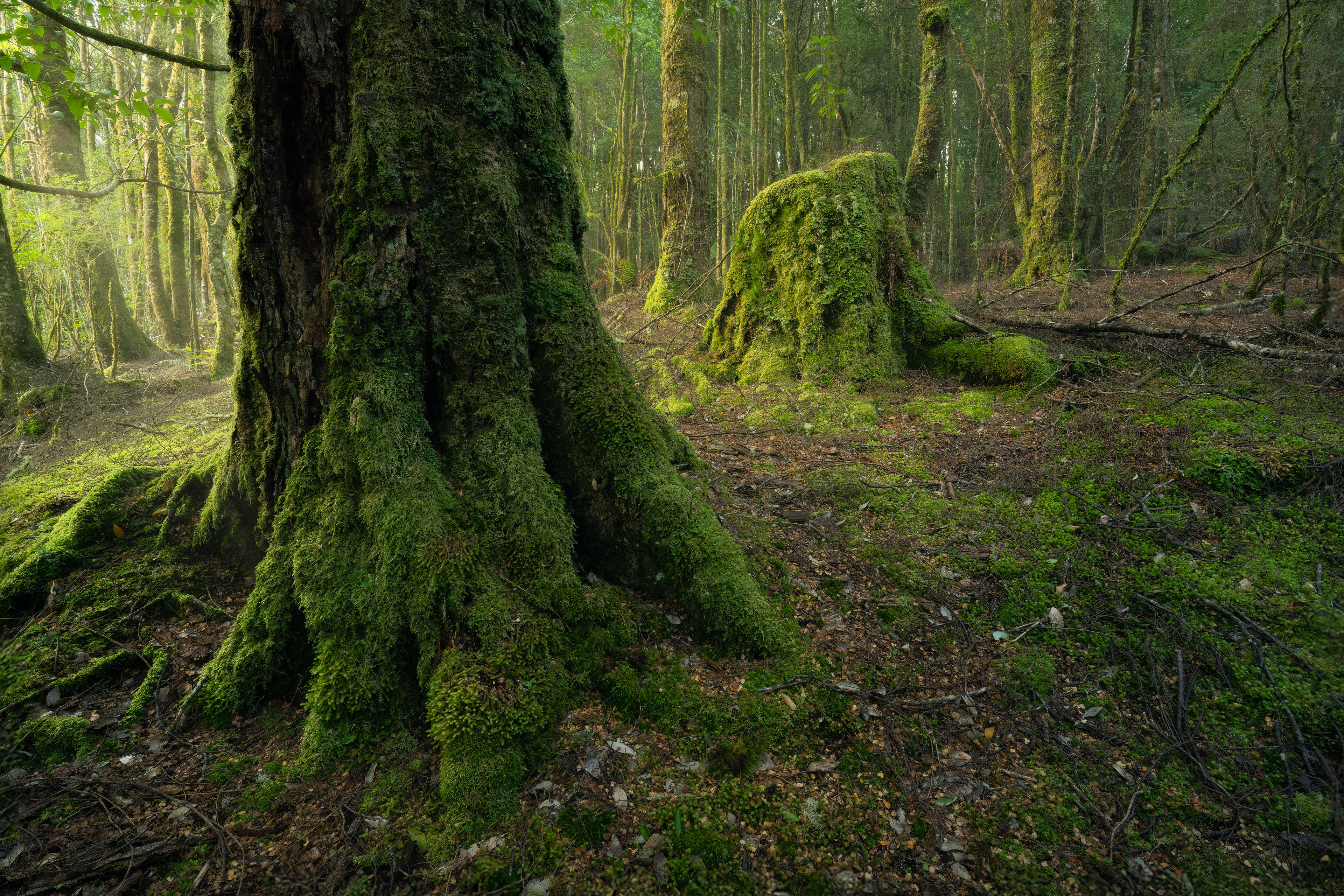 Tarkine Forest