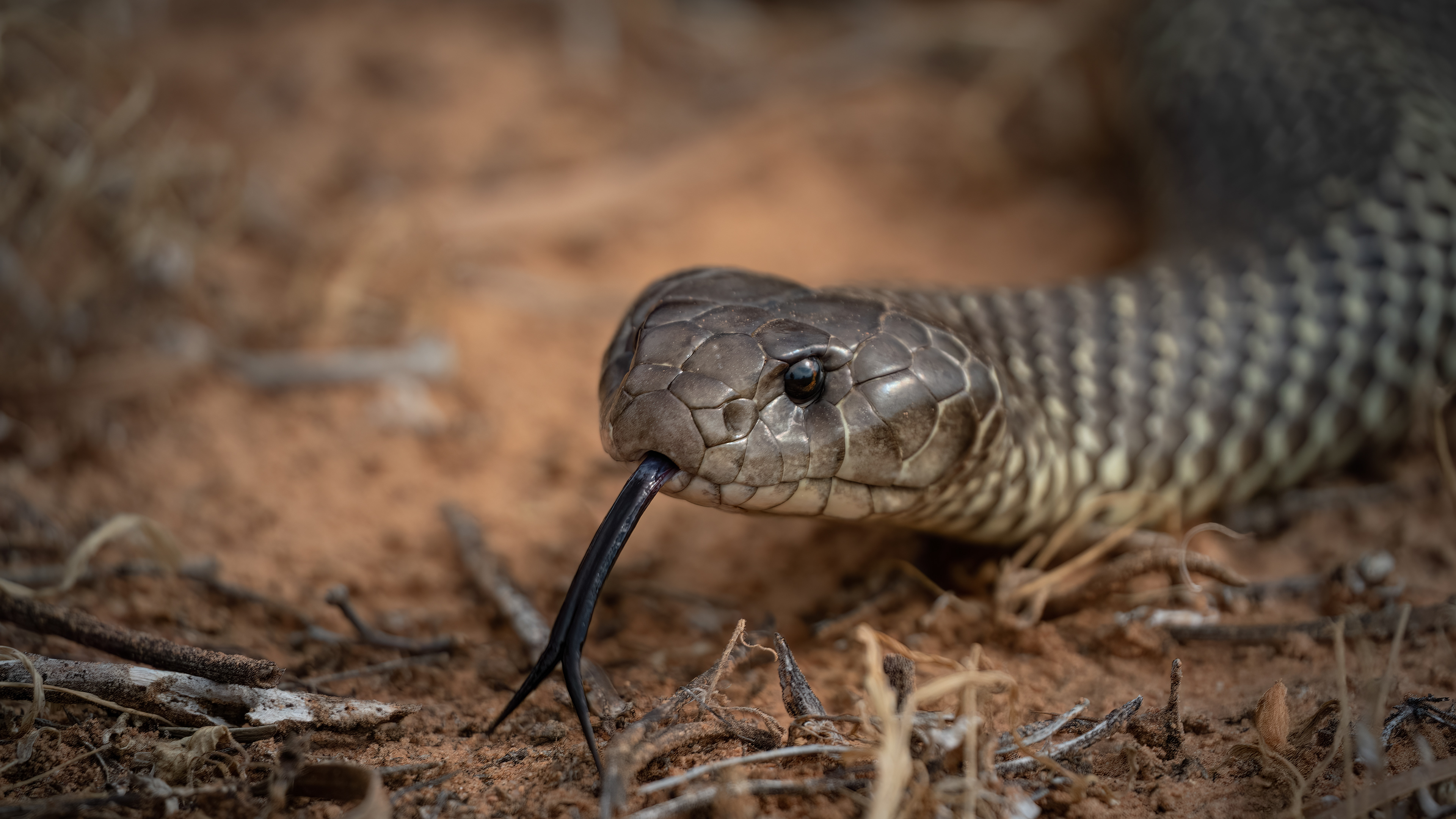 King Brown/Mulga Snake