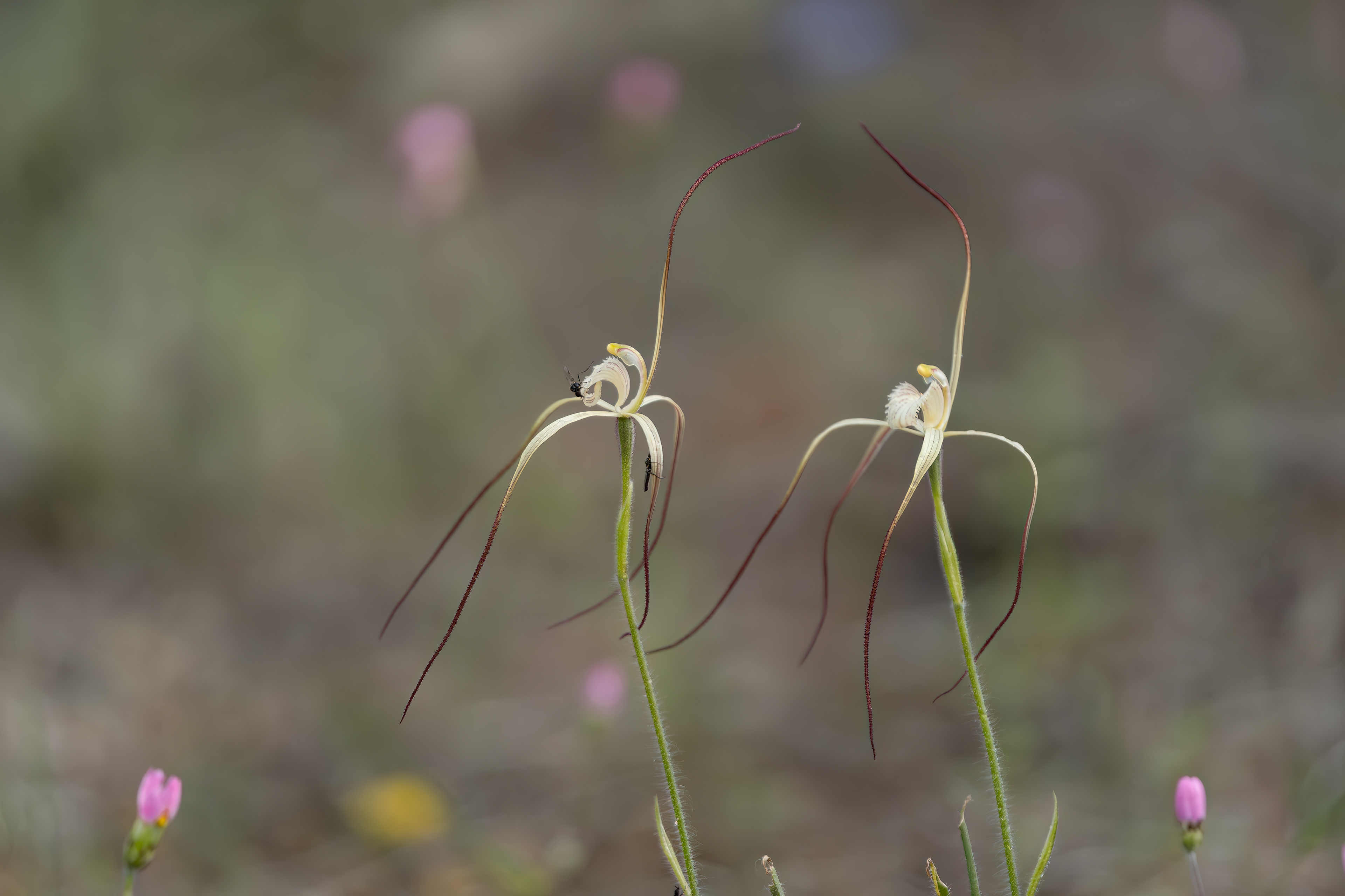Caladenia denticulata