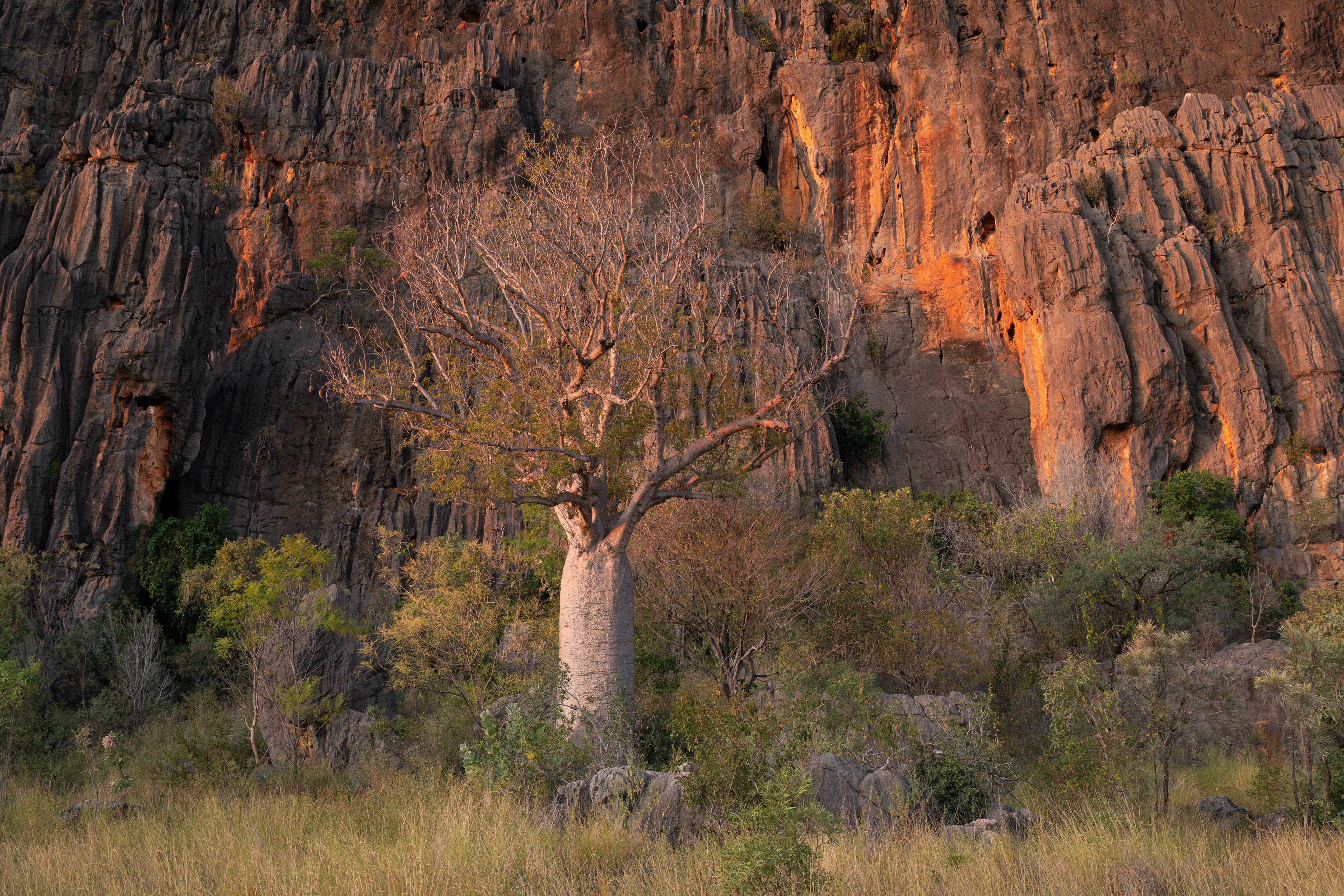 Windjana Boab 01 (2:3)